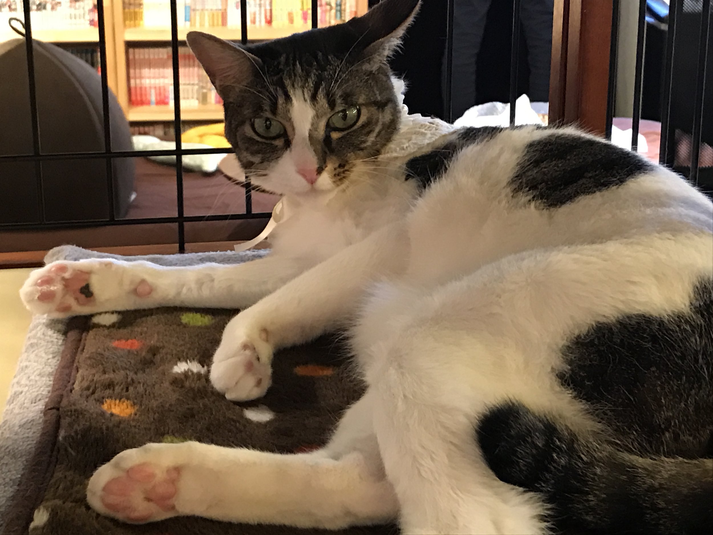 Cute angry cat haha - didn't move from top shelf - can't touch cats up  there – Foto de Cat Cafe Hapineko, Shibuya - Tripadvisor