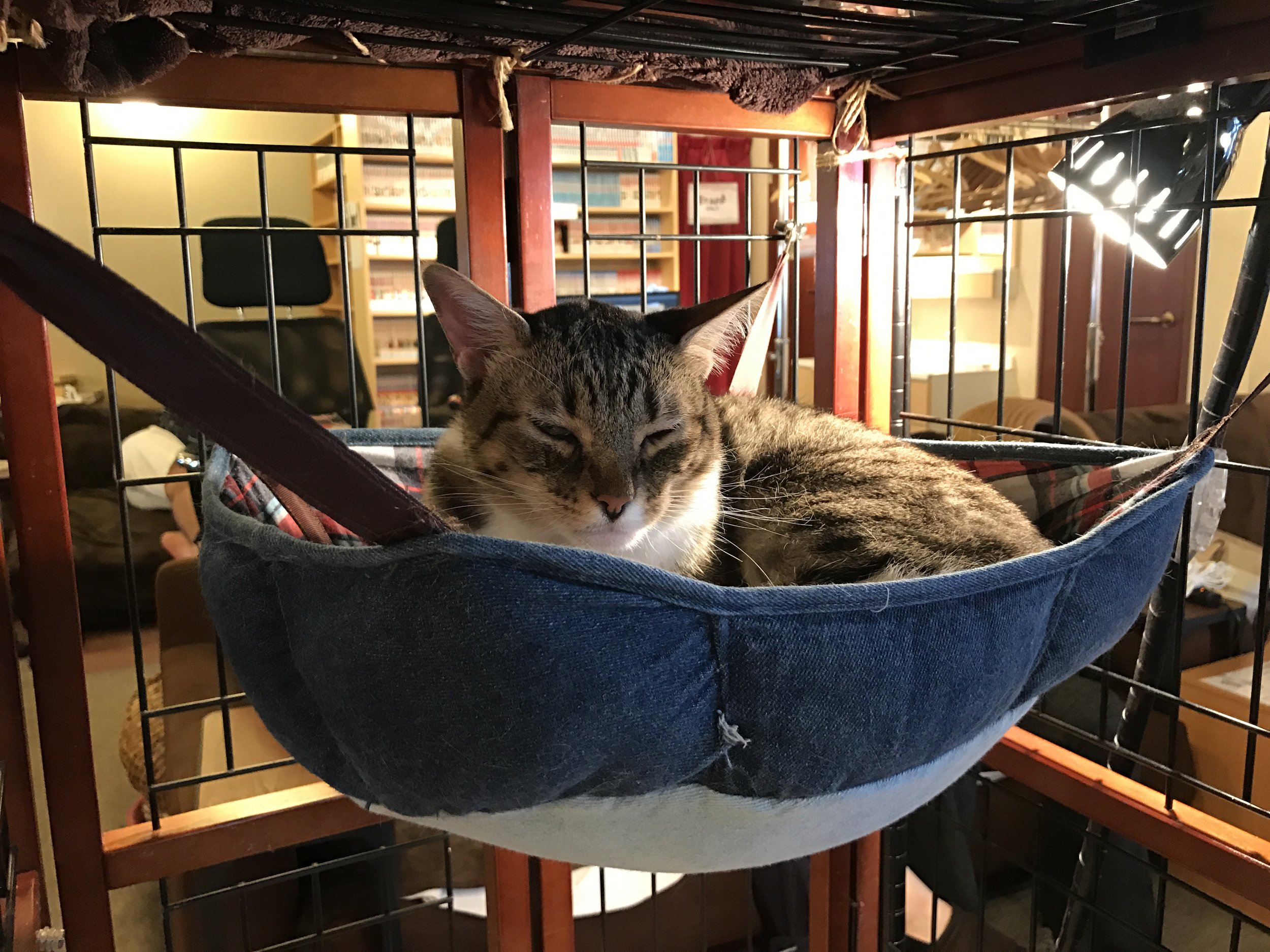 Cute angry cat haha - didn't move from top shelf - can't touch cats up  there – Foto de Cat Cafe Hapineko, Shibuya - Tripadvisor