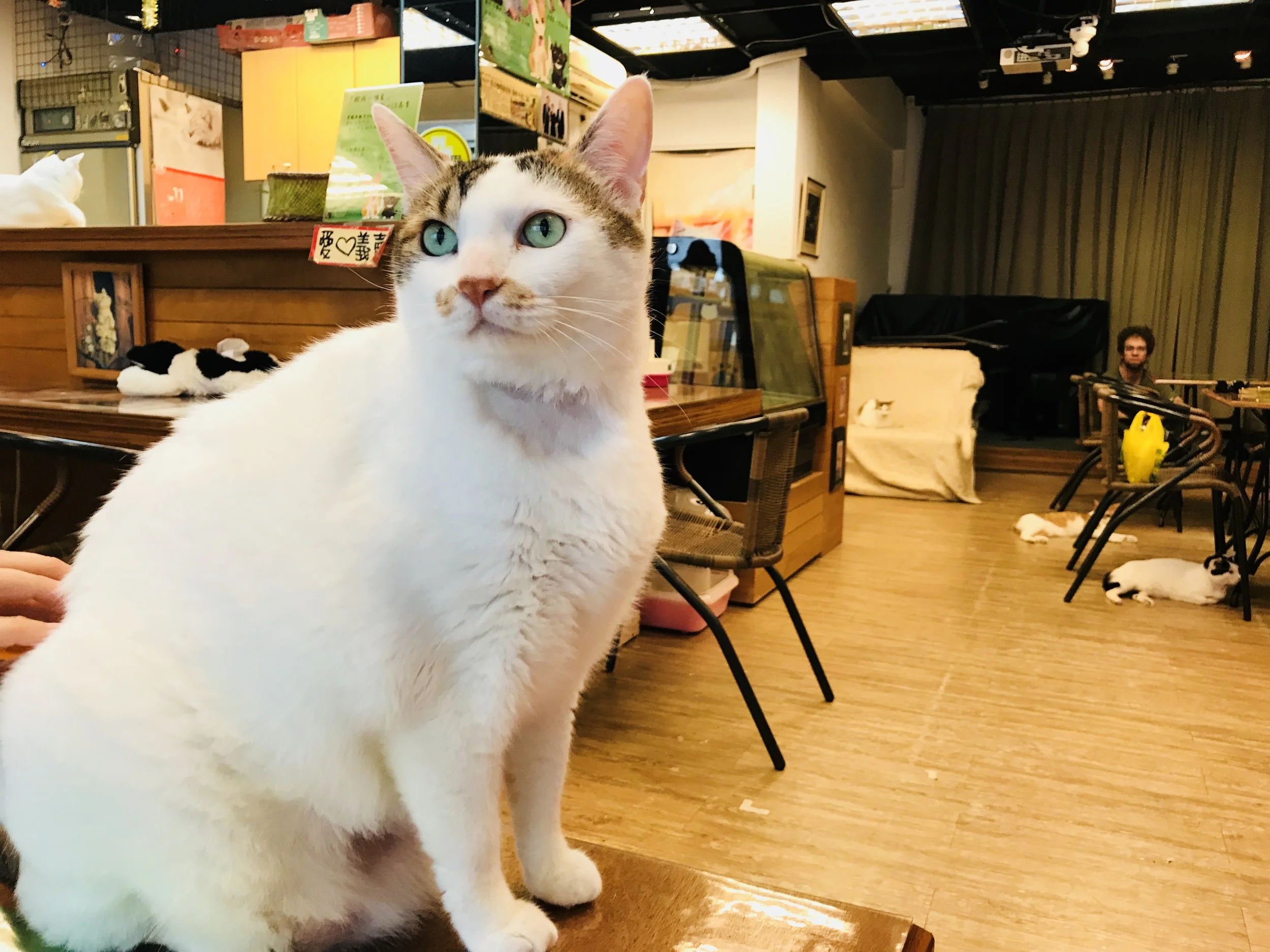Music&Cats-08.jpg