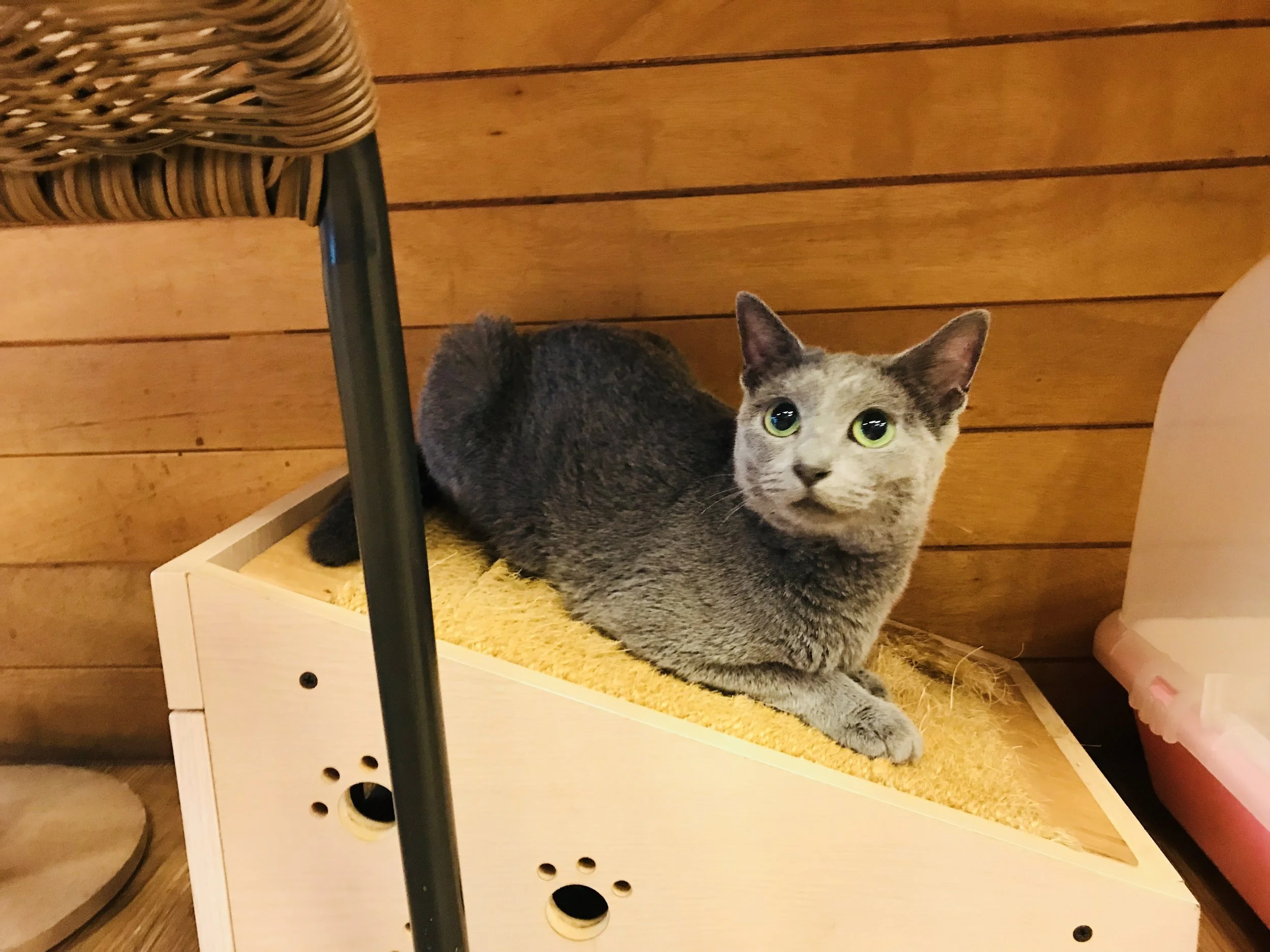Music&Cats-07.jpg