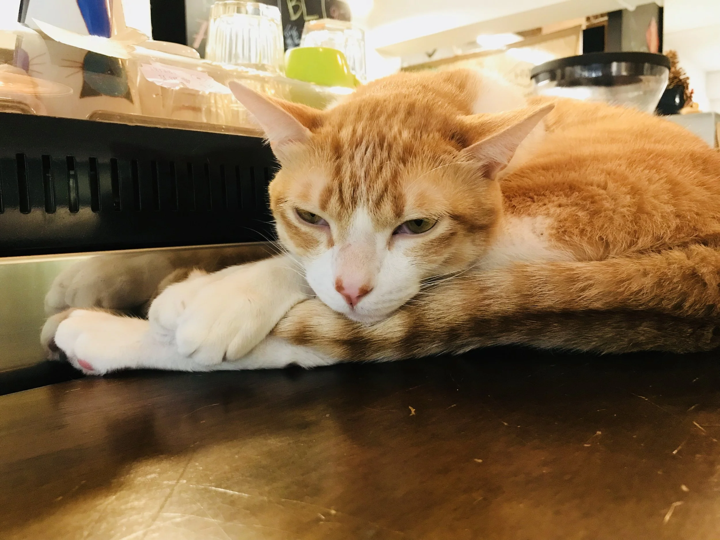 Cat JPG-12.jpg