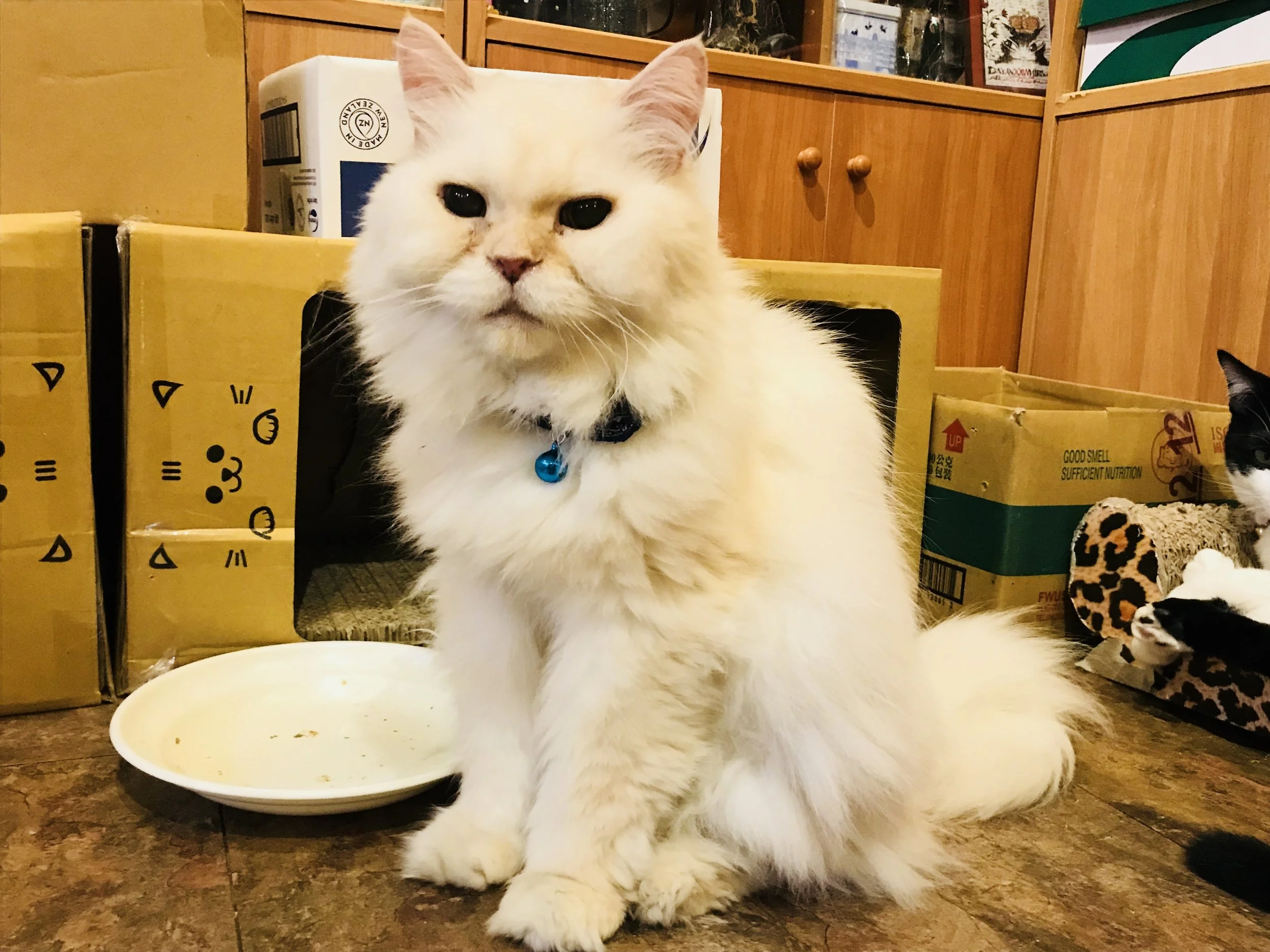 Kittengardencoffee-13.jpg