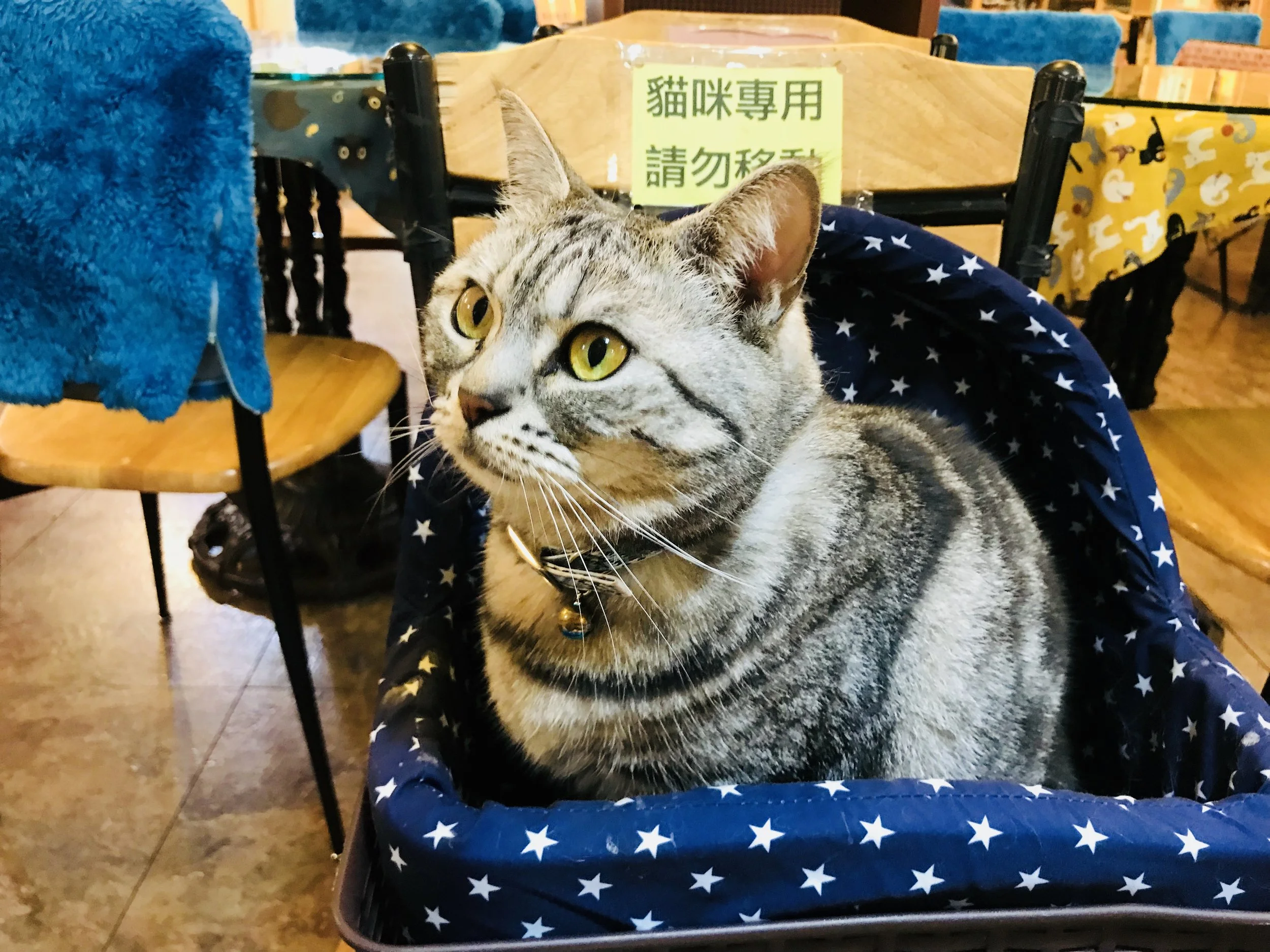 Kittengardencoffee-48.jpg