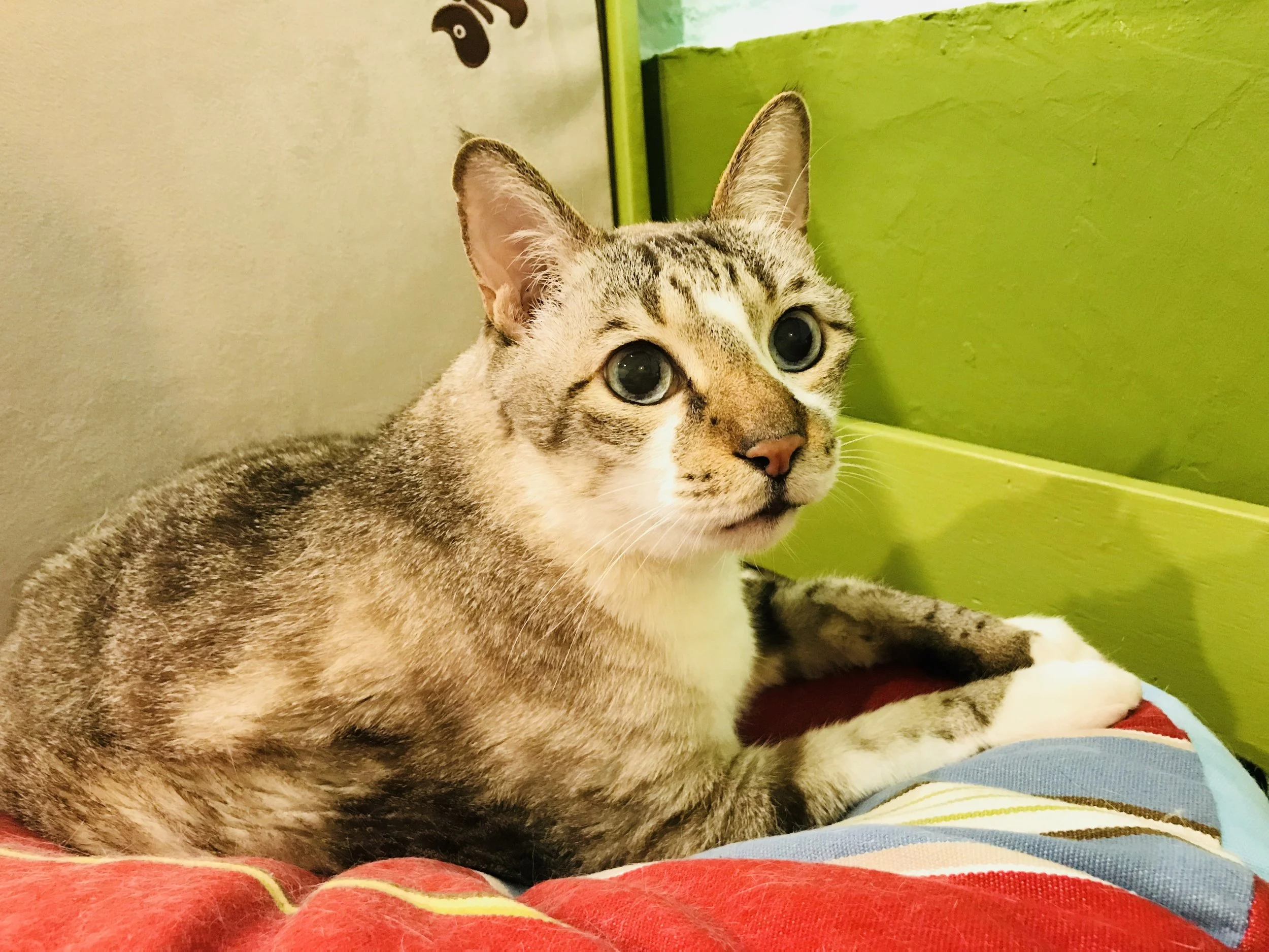 Cat and Life-38.jpg