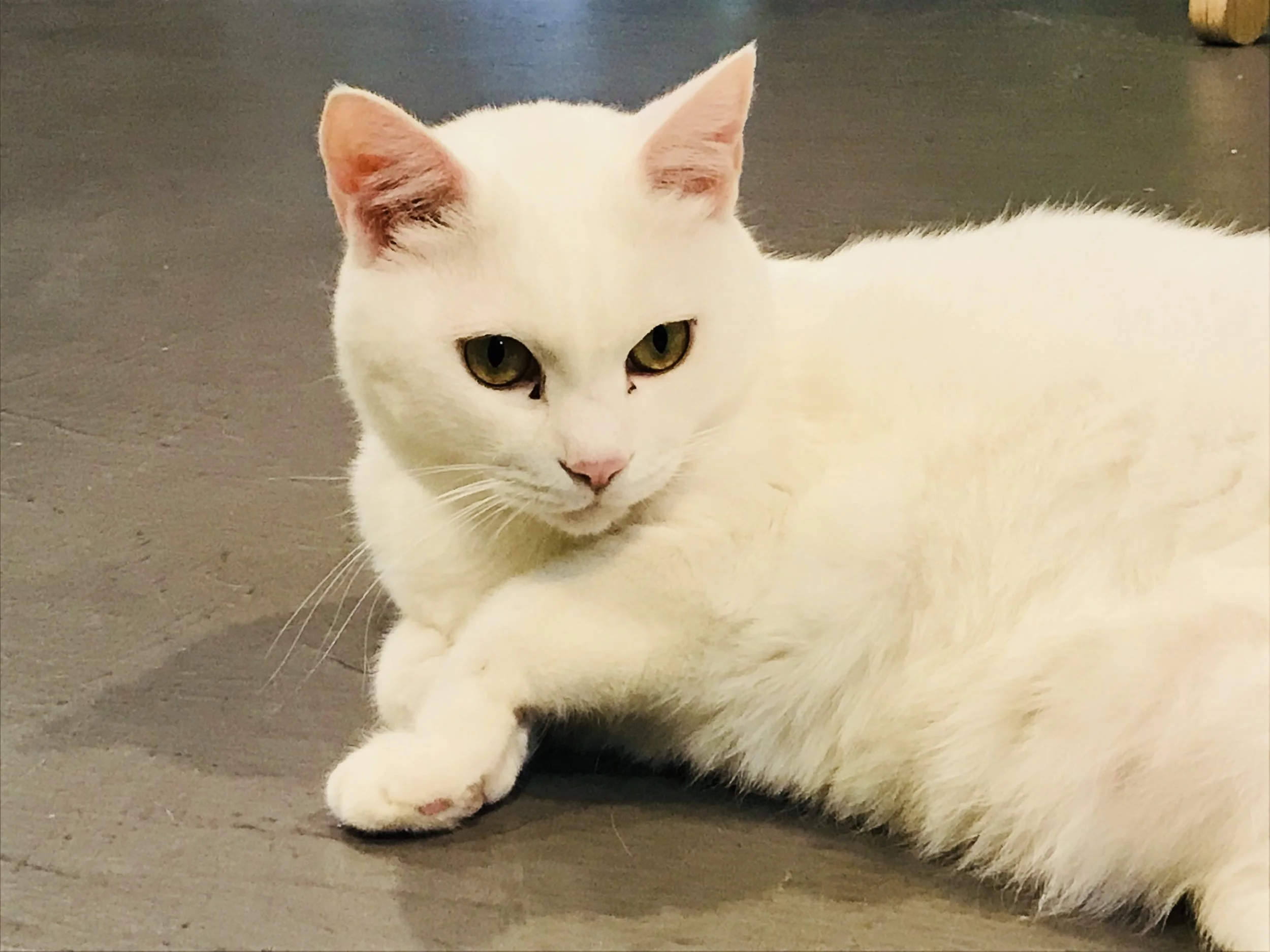 Cat and Life-19.jpg