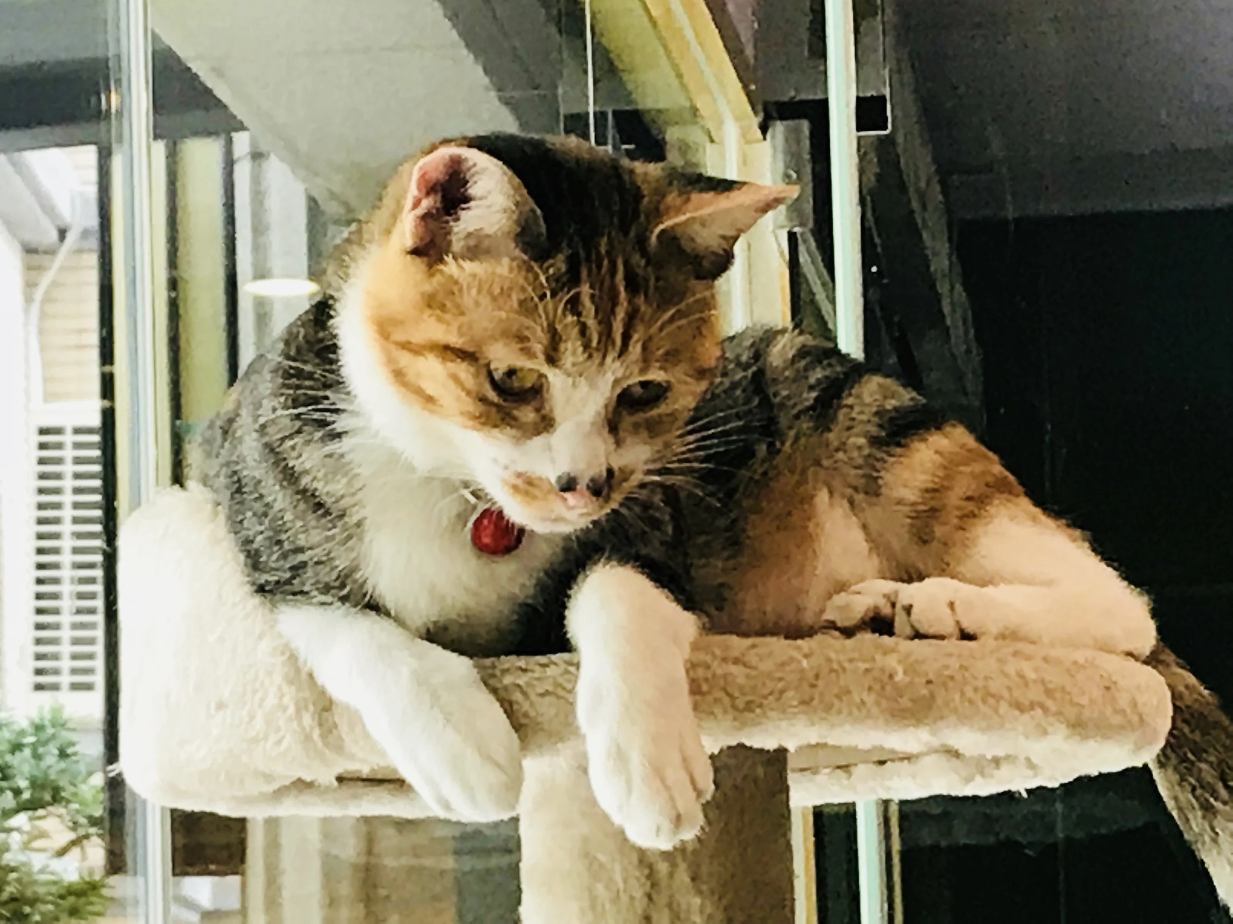 Kitty Chengi -19.jpg