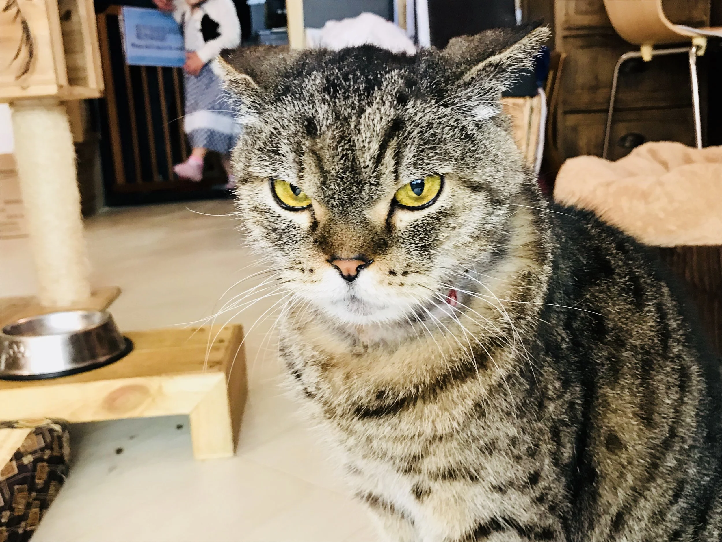 Mr and Mrs Cat Cafe-22.jpg