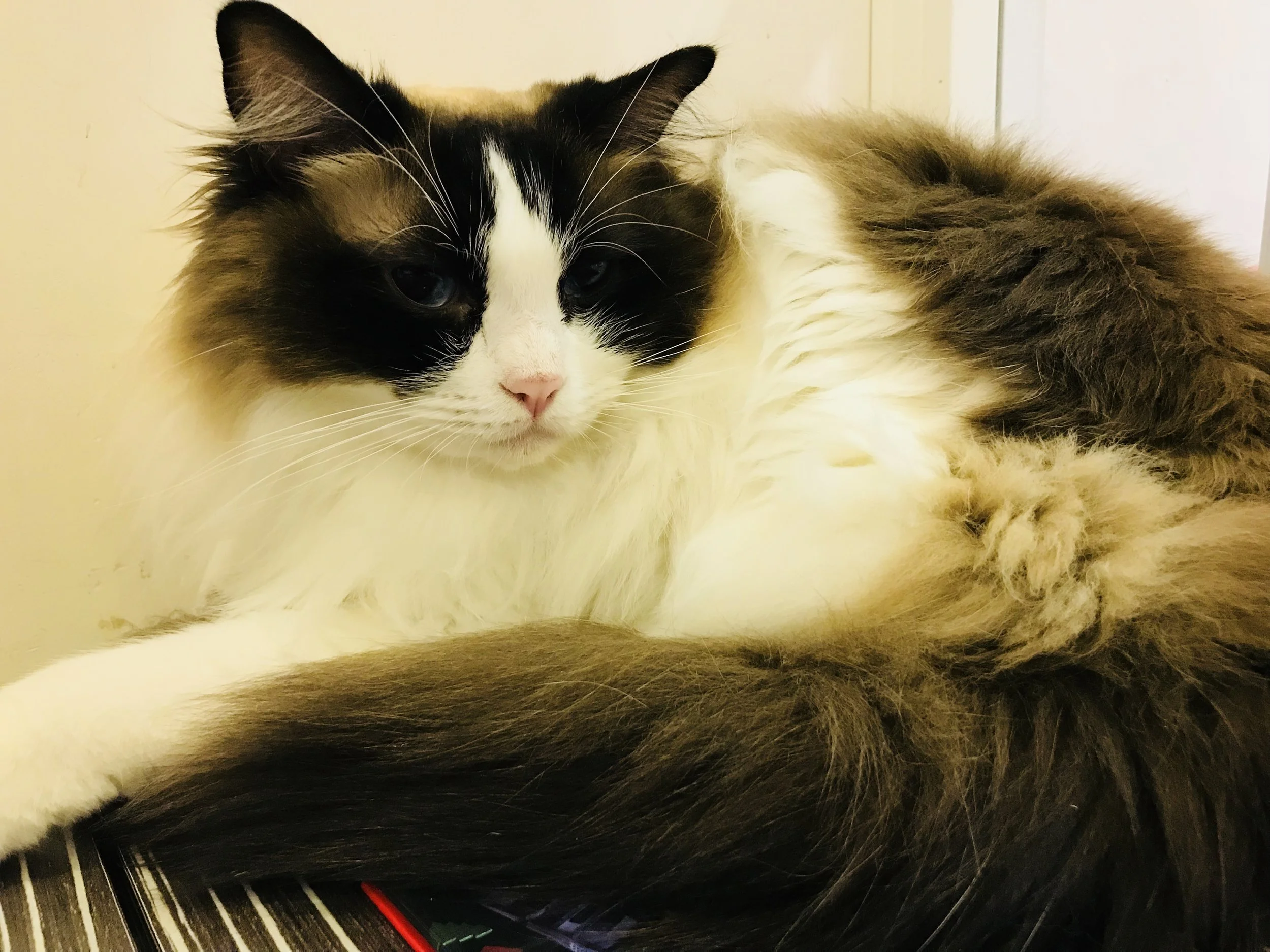 Cats Planet-02.jpg