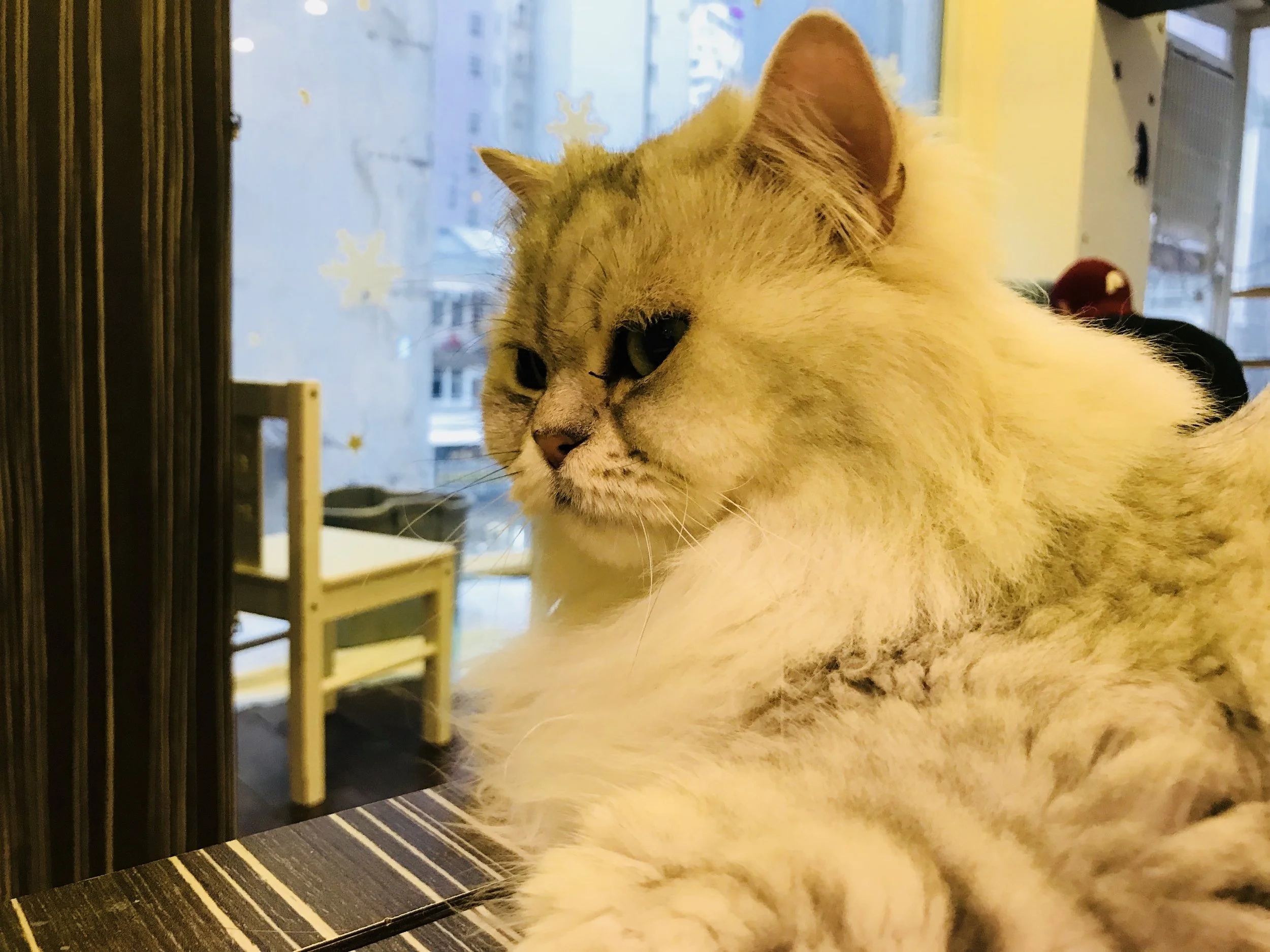 Cats Planet-11.jpg
