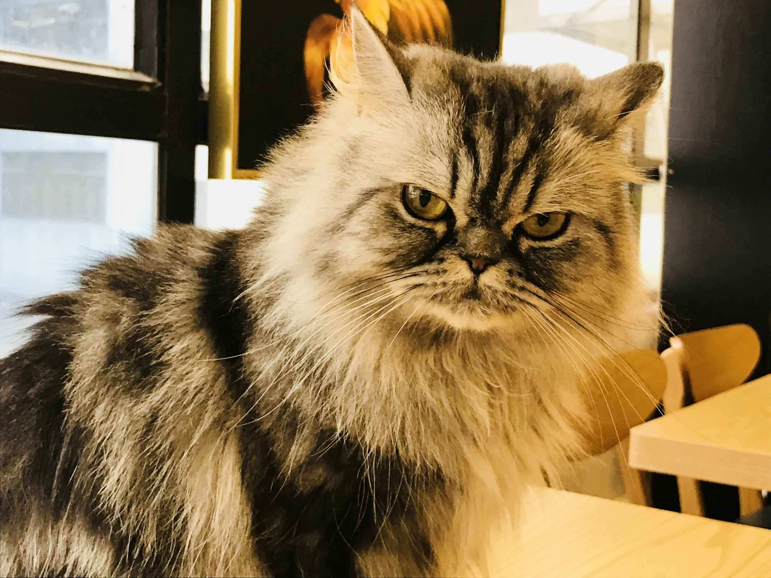 Cafe de Kitten-30.jpg