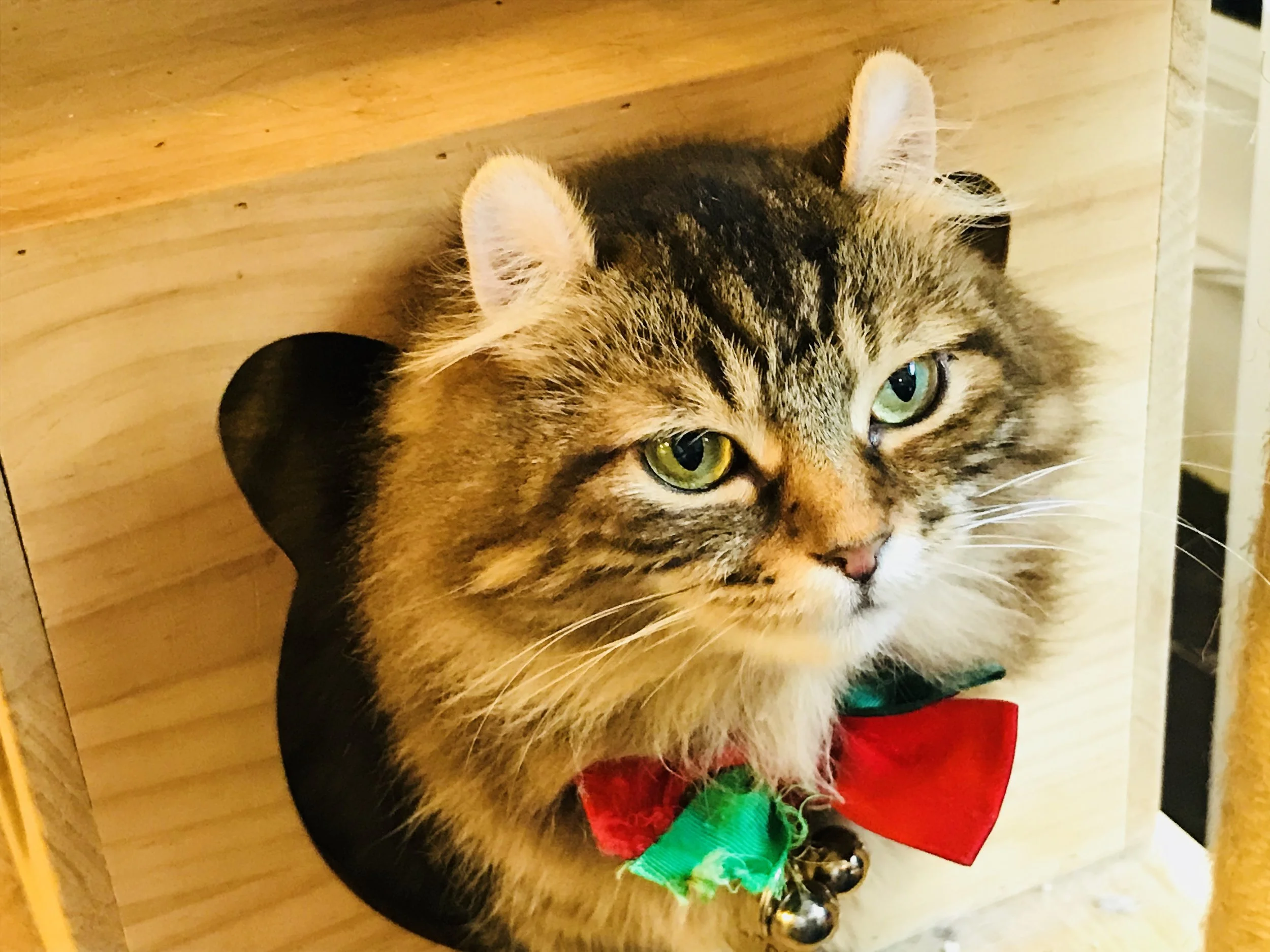 Meow Mi Home-67.jpg