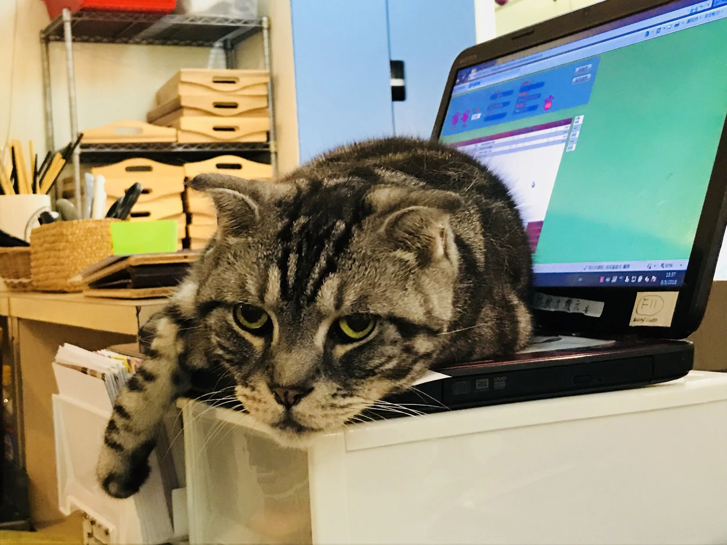 Cat Store-17.jpg