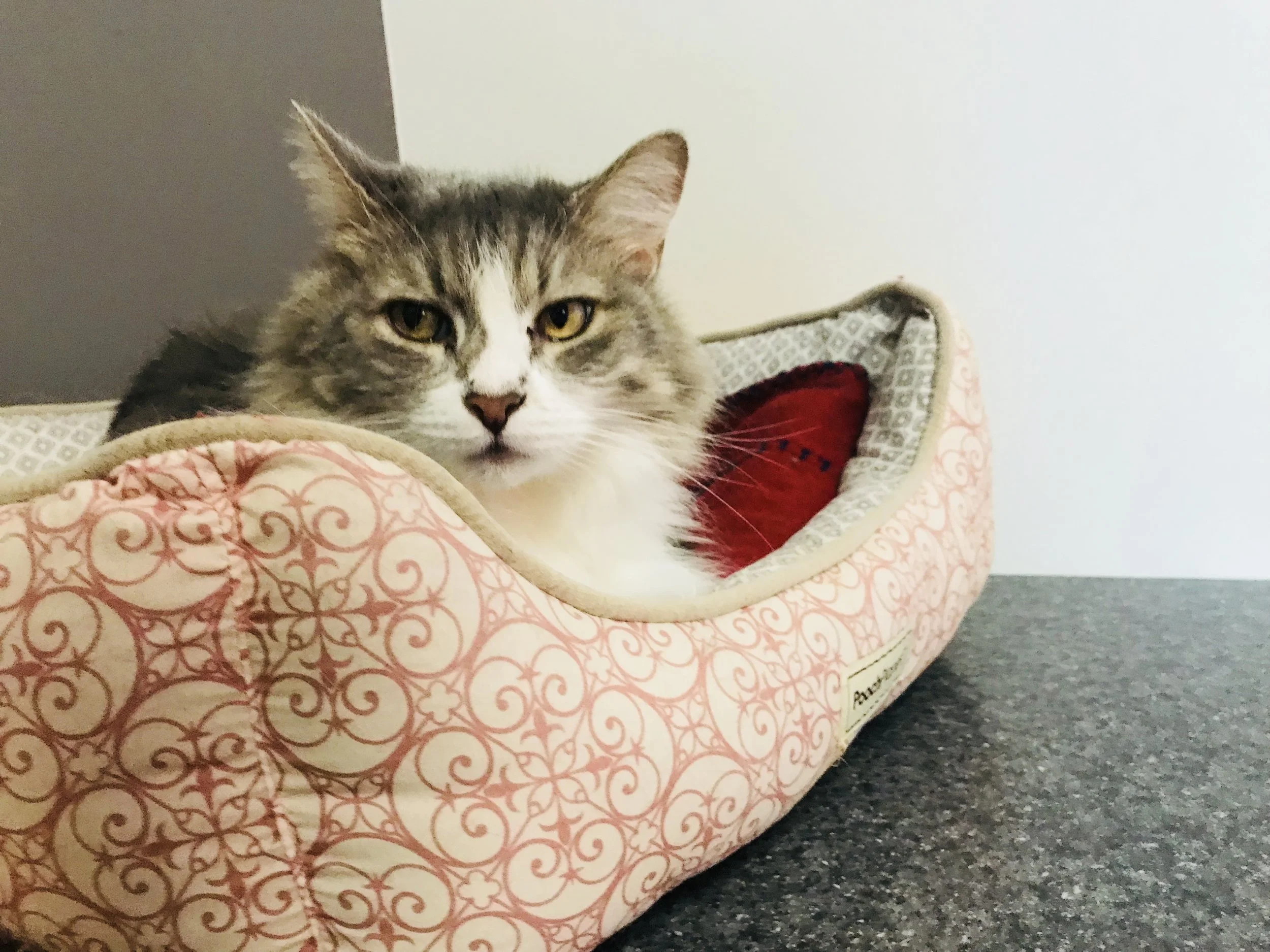 Ellas Cat House.jpg