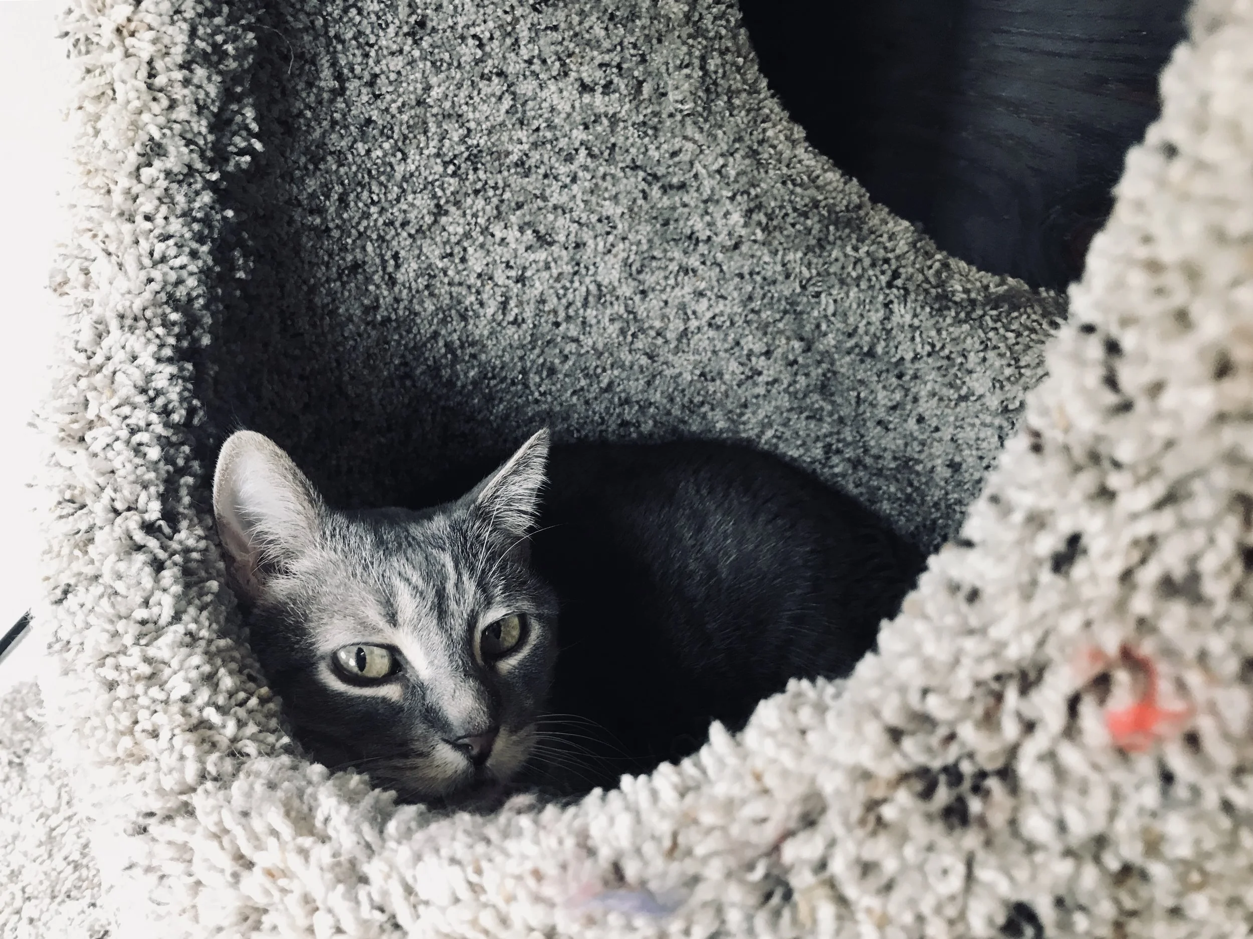 CafeMeow-09.jpg