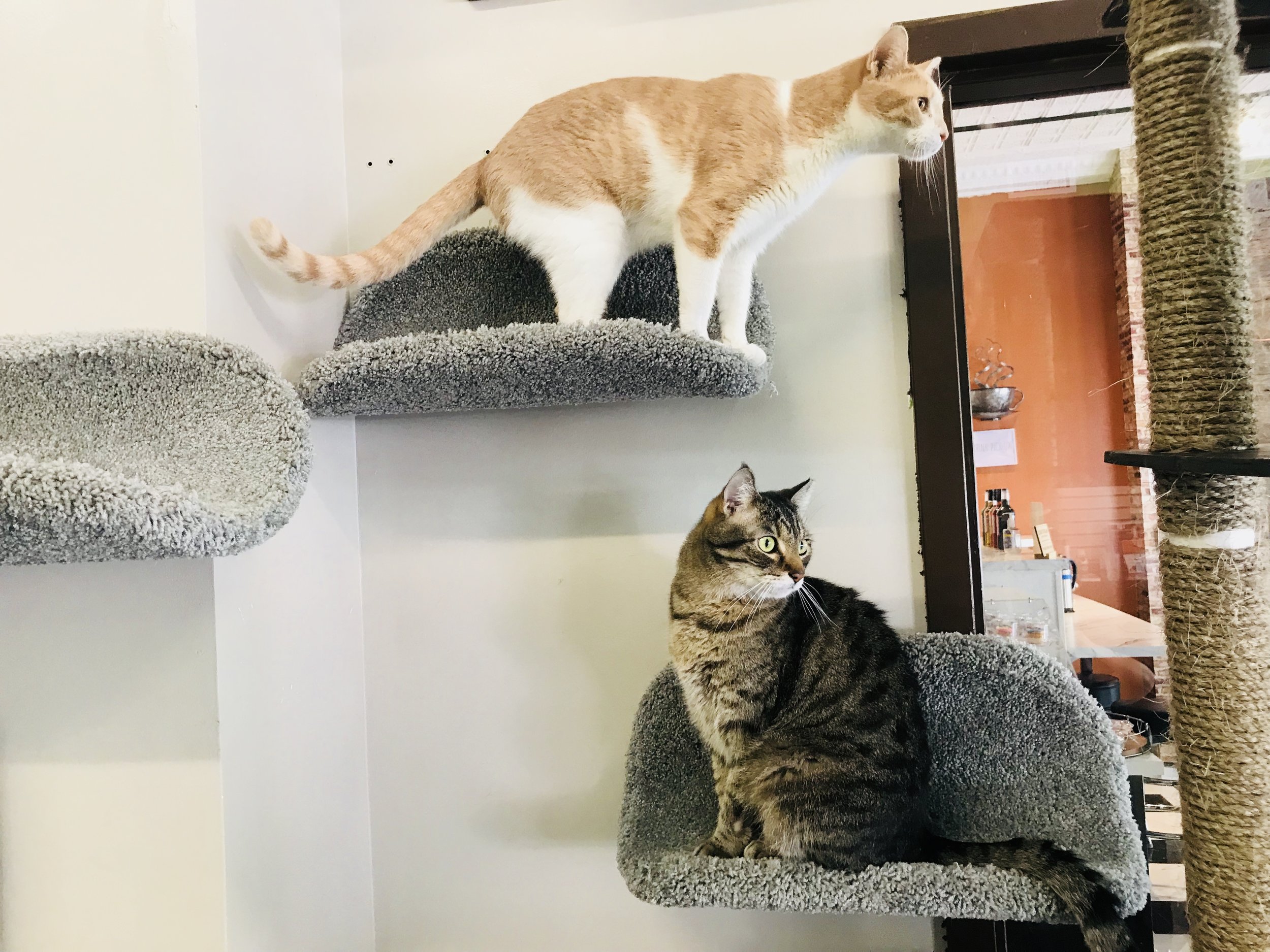 Take to the cafe where the most cats in some hundred thousand 🐈, MALI CAT  CAFE🥤, Gallery posted by เที่ยวTRIP🛩️