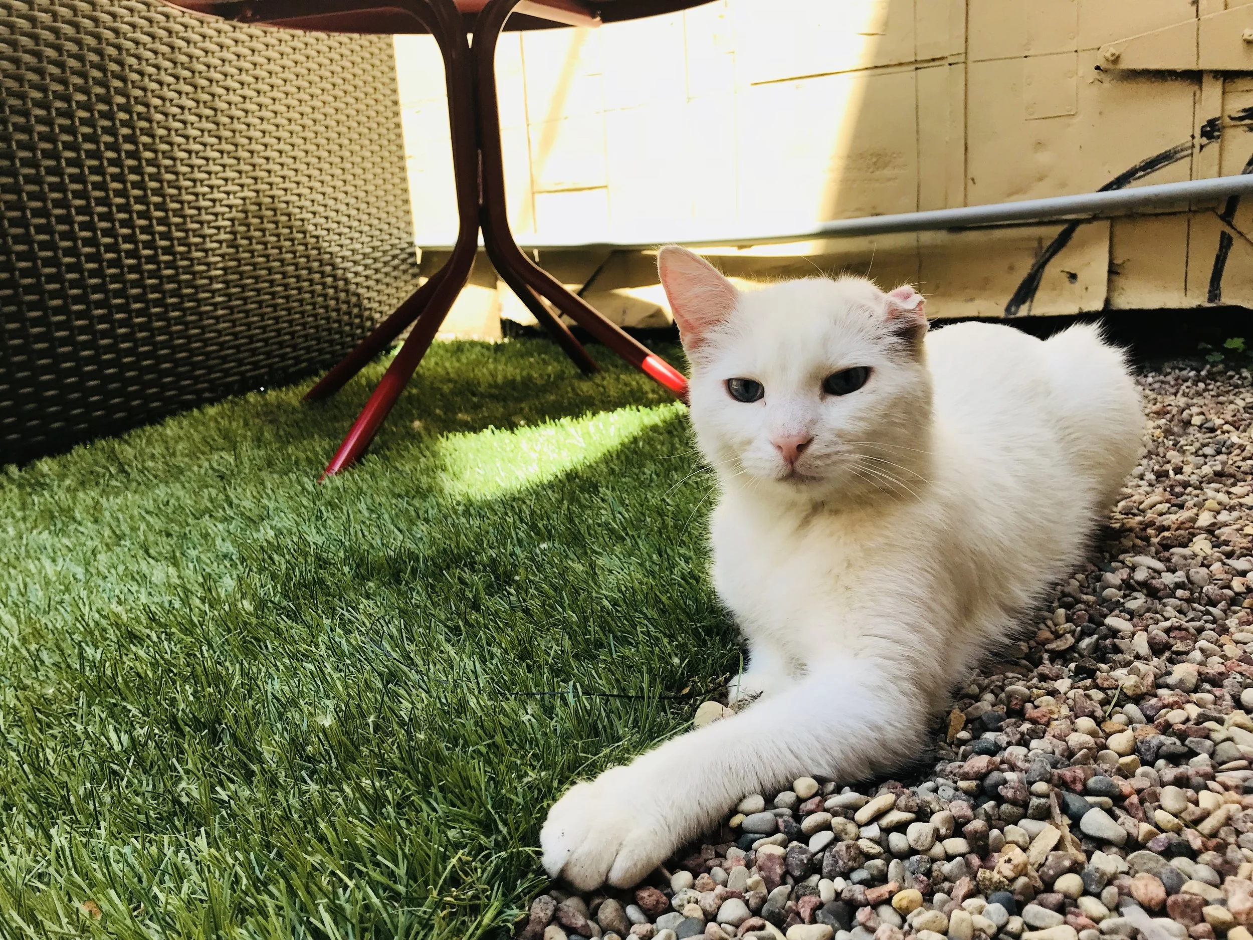 Tabbys Catfe Patrick Swayze II.jpg