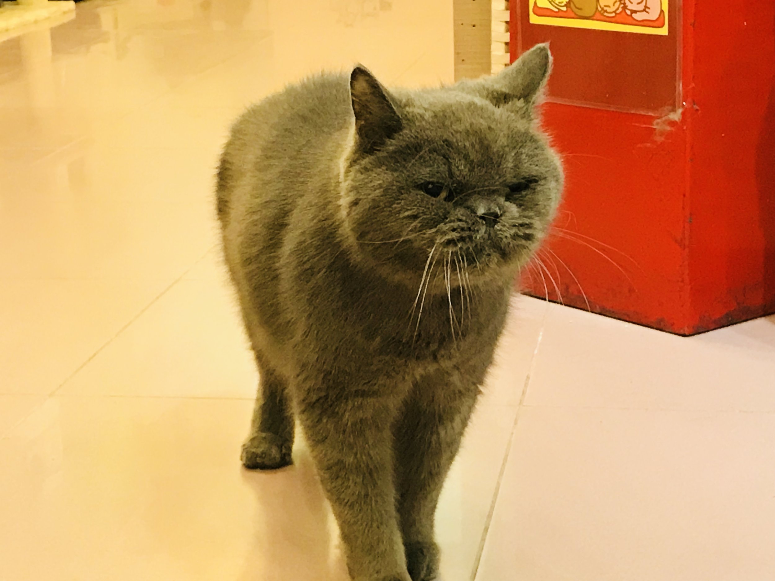 Cat Store-03.jpg