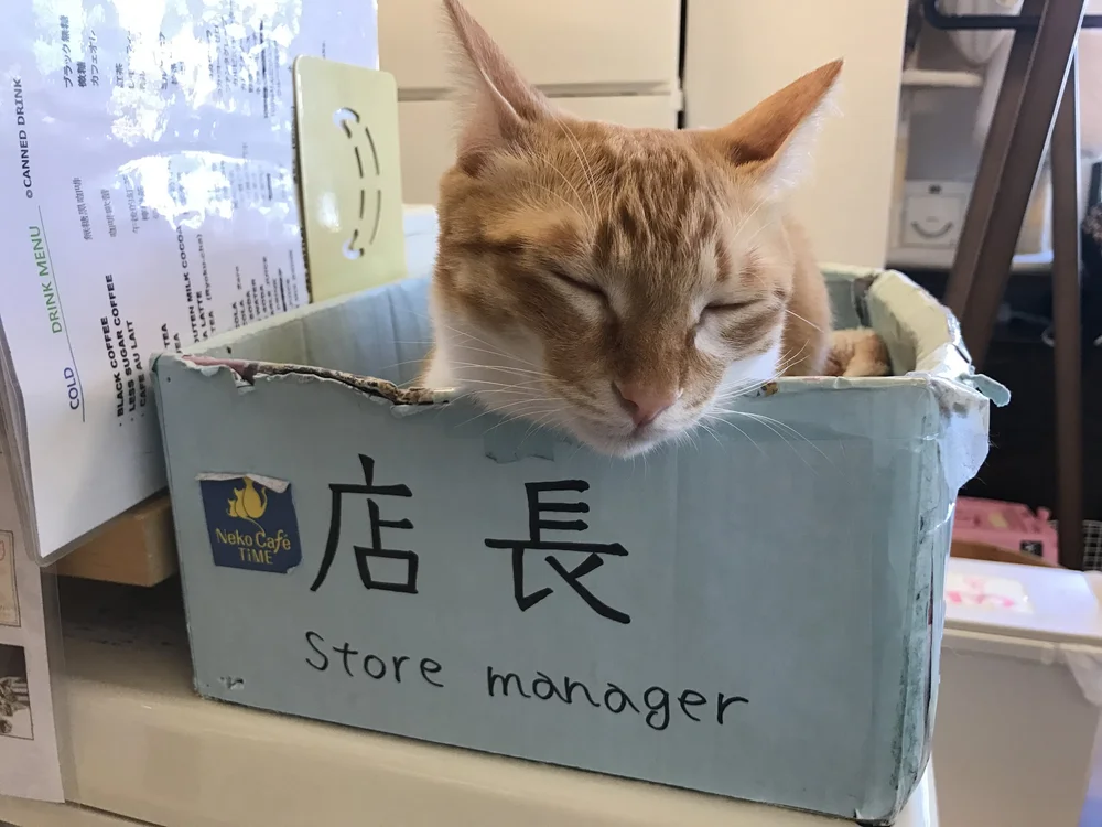The Four Best Cat Cafes In Kyoto The Neighbor S Cat