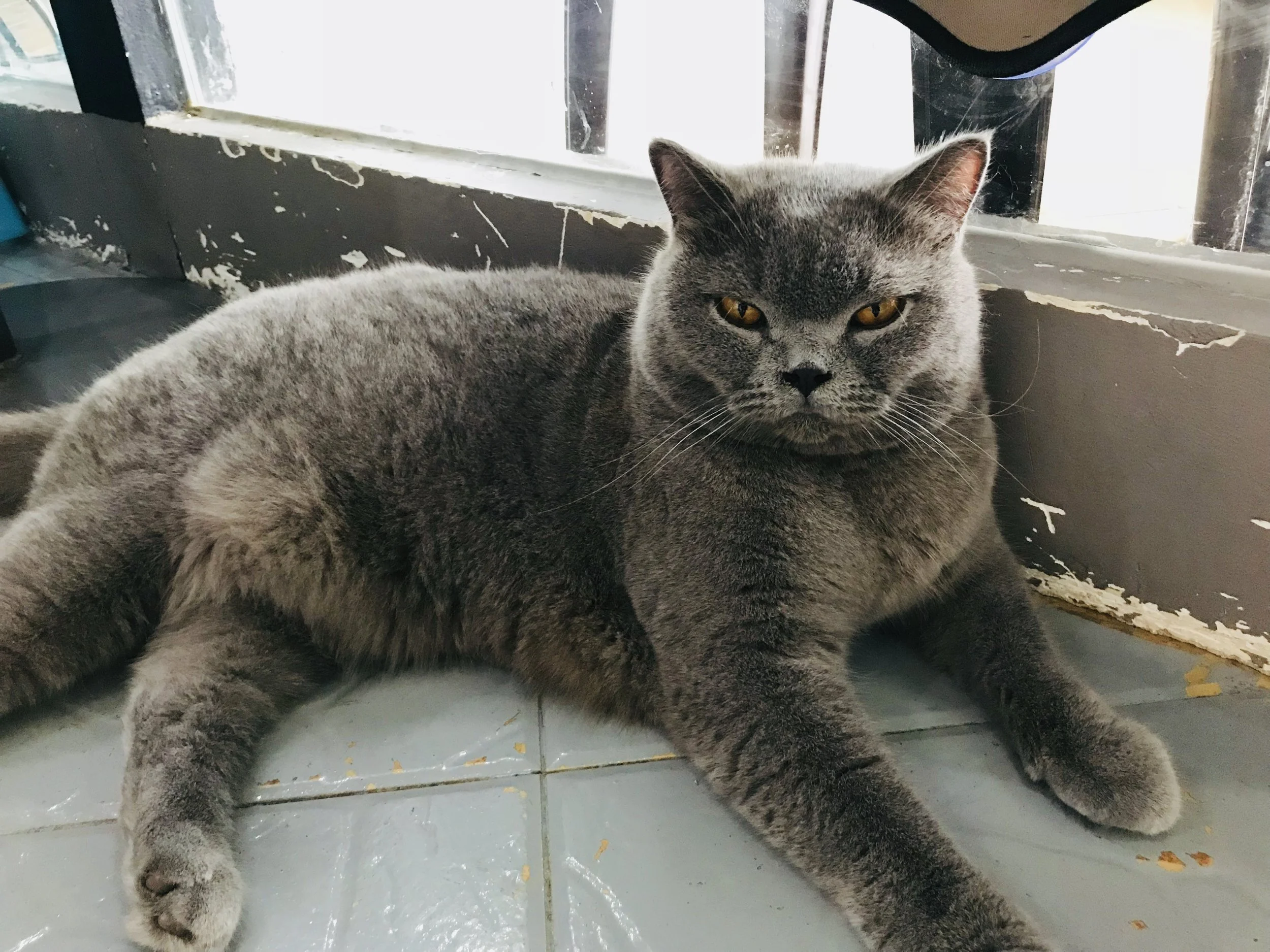 Good Meowning -077.jpg