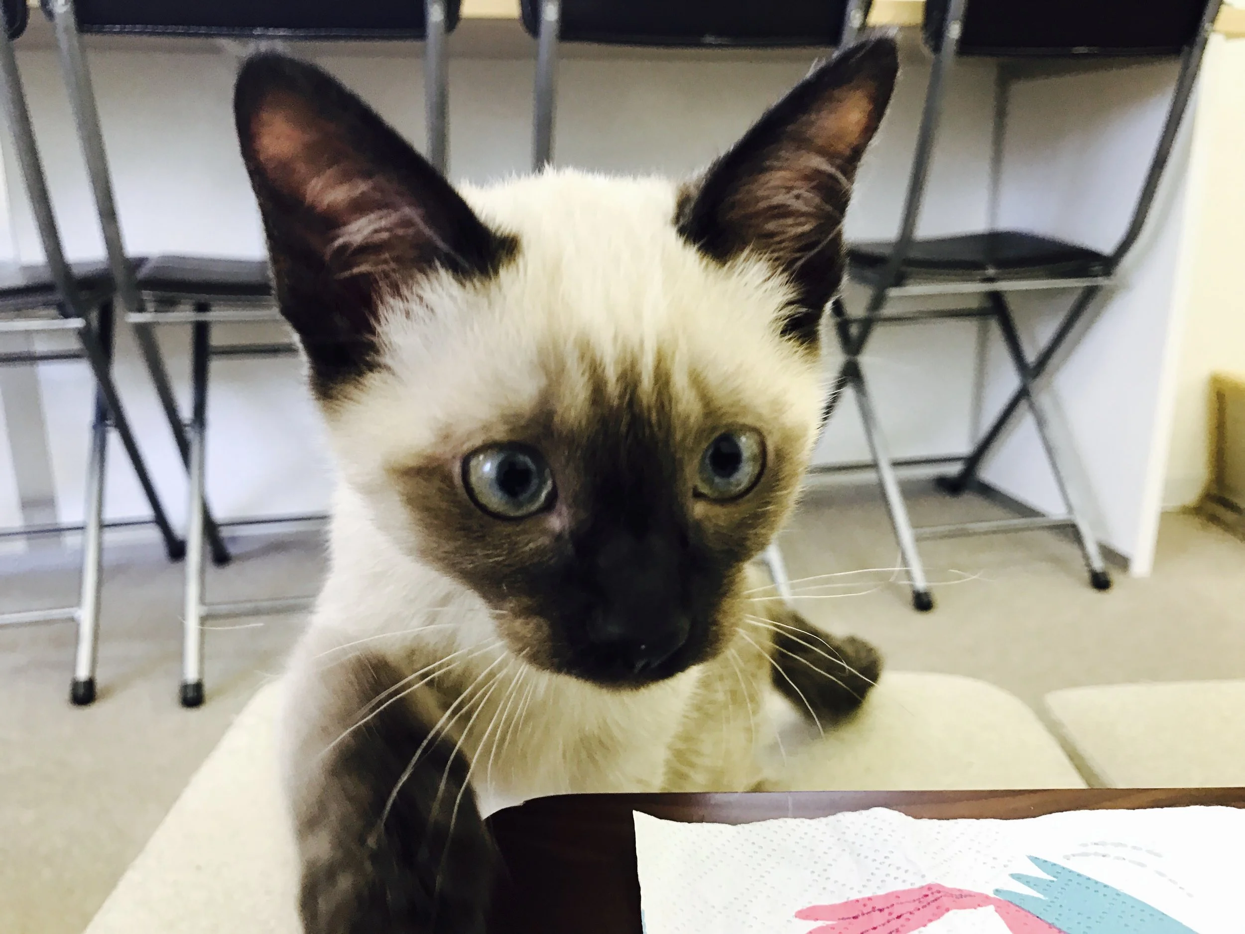CatsEye-21.jpg