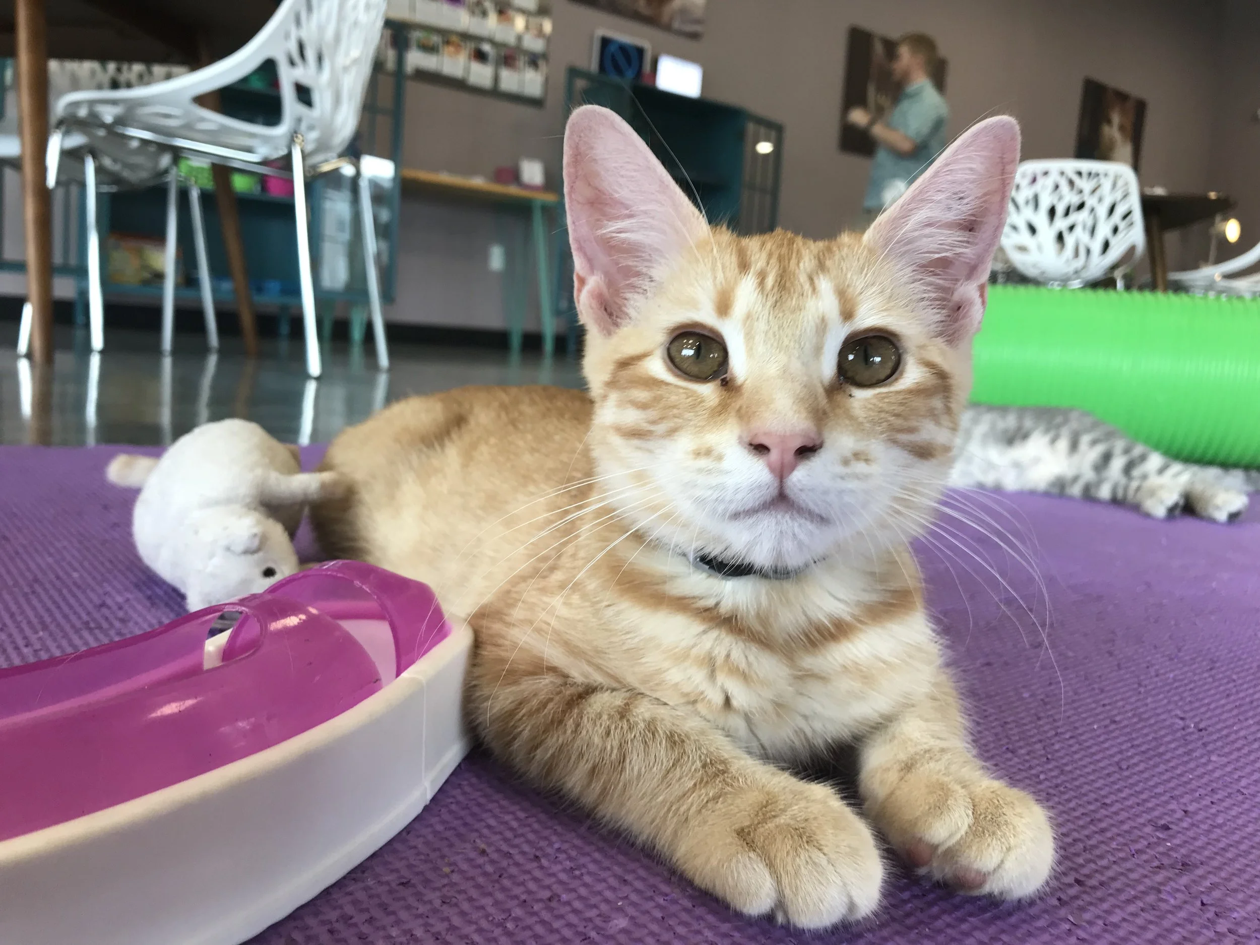 Purr Catfe COTD.jpg
