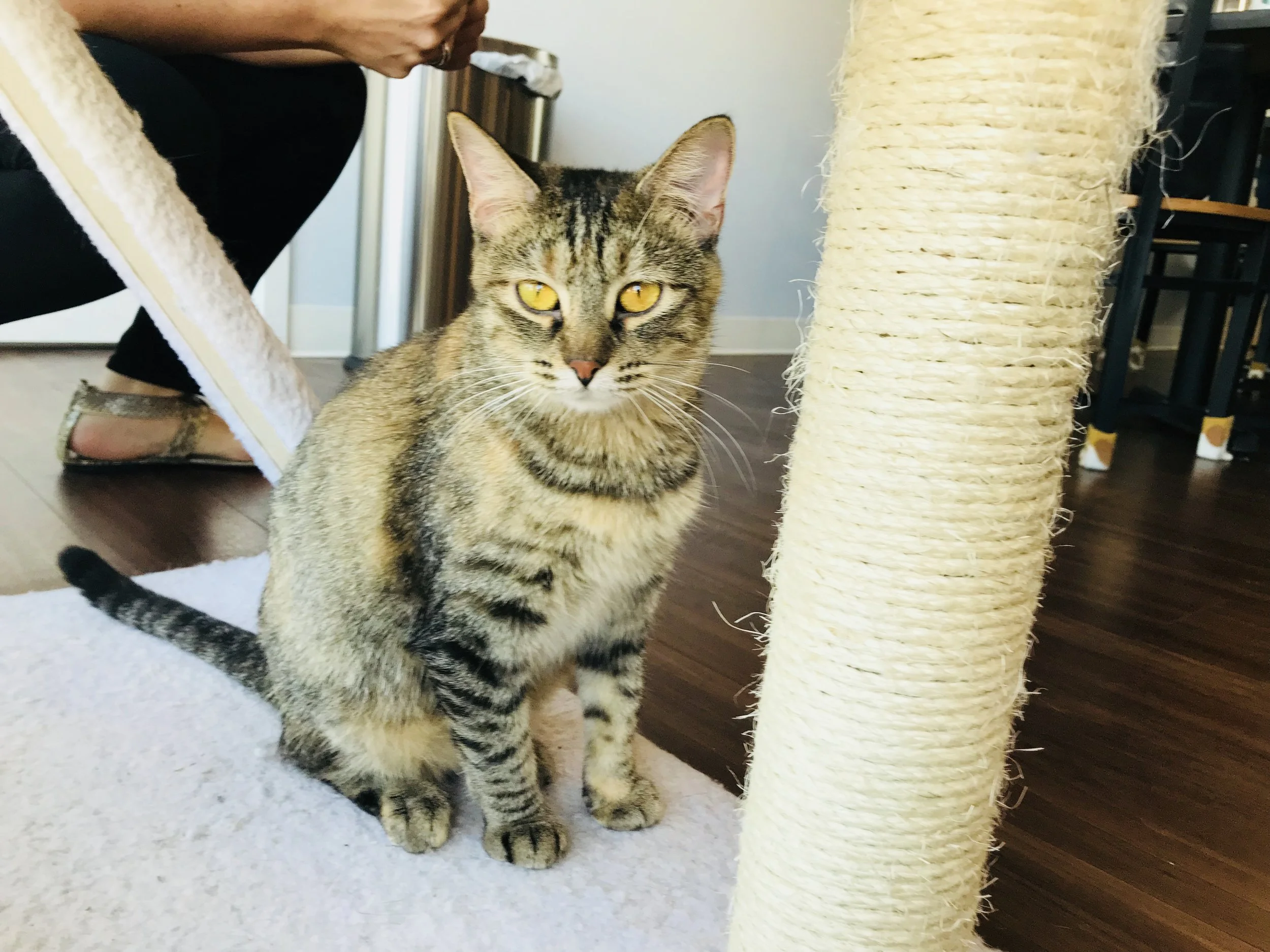 PapasCatCafe-10.jpg