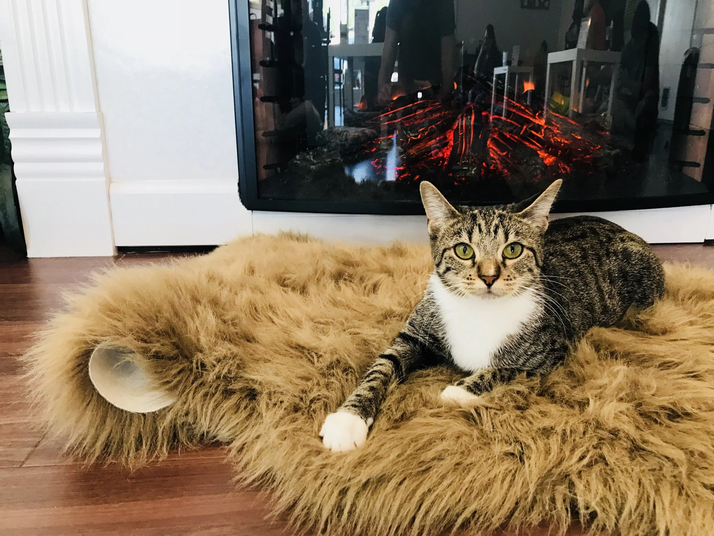 PapasCatCafe-18.jpg