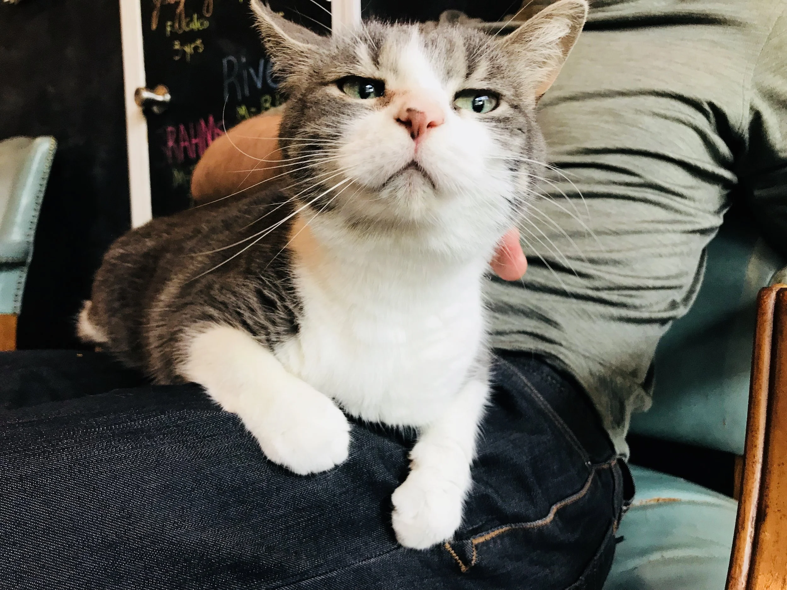 Happy Cat GR-06 copy.jpg