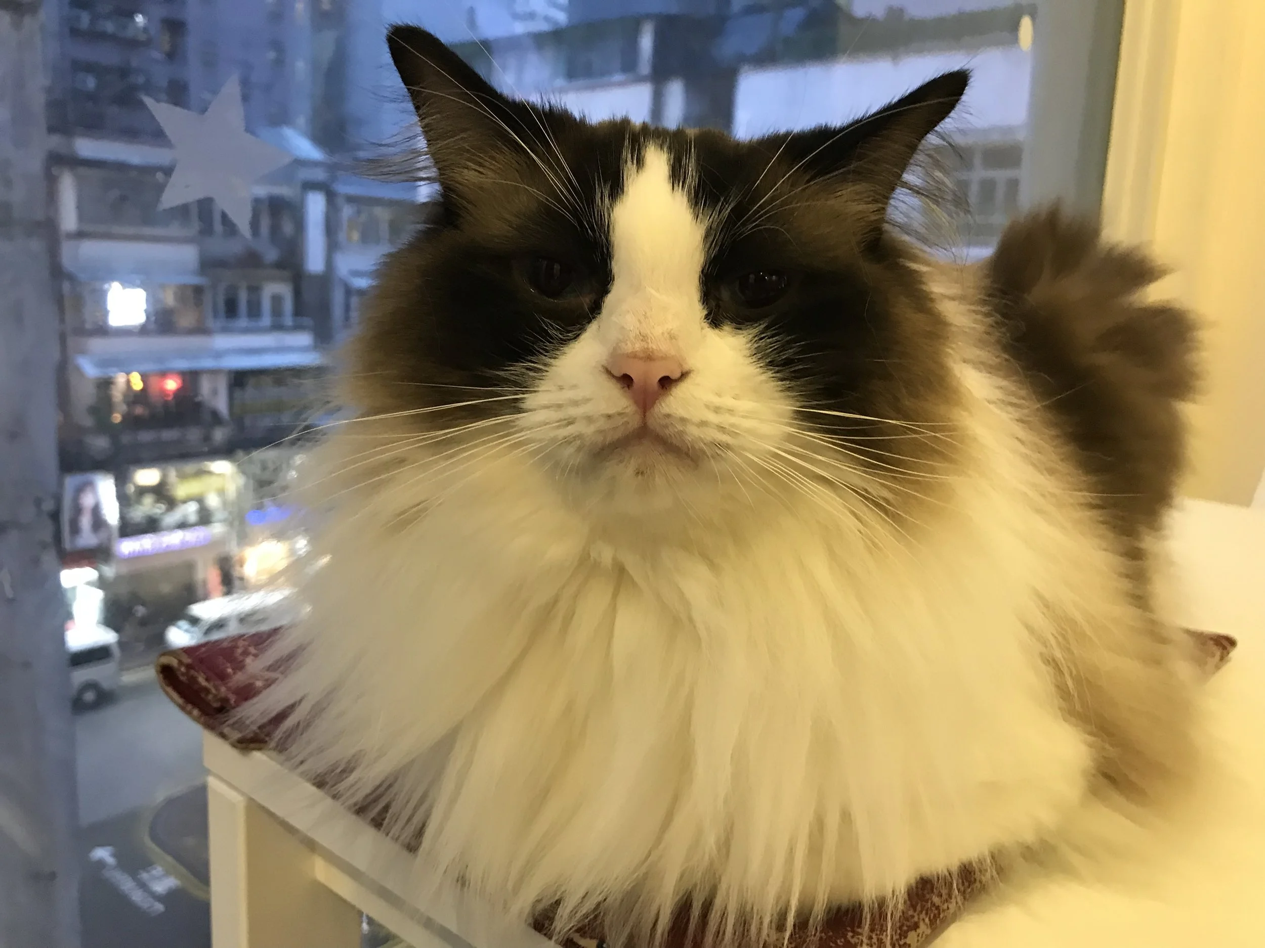 Cats Planet-46.jpg