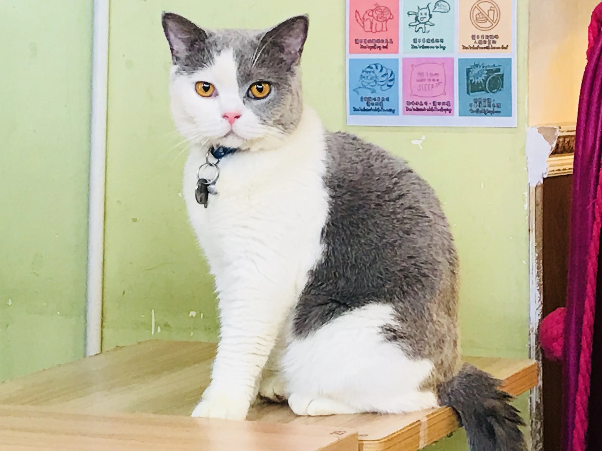 Meow Mi Home-19.jpg