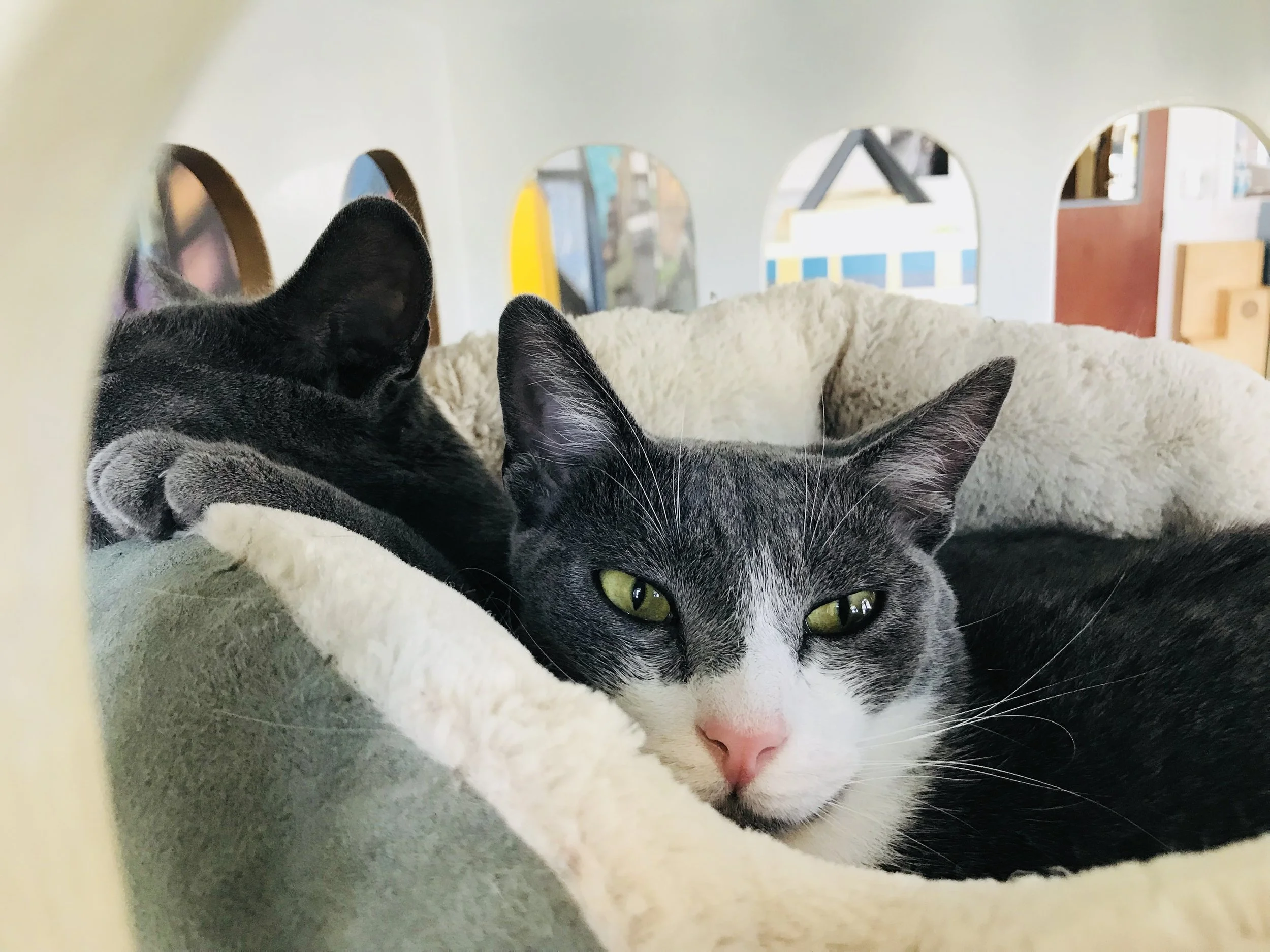 Cat Town-16.jpg