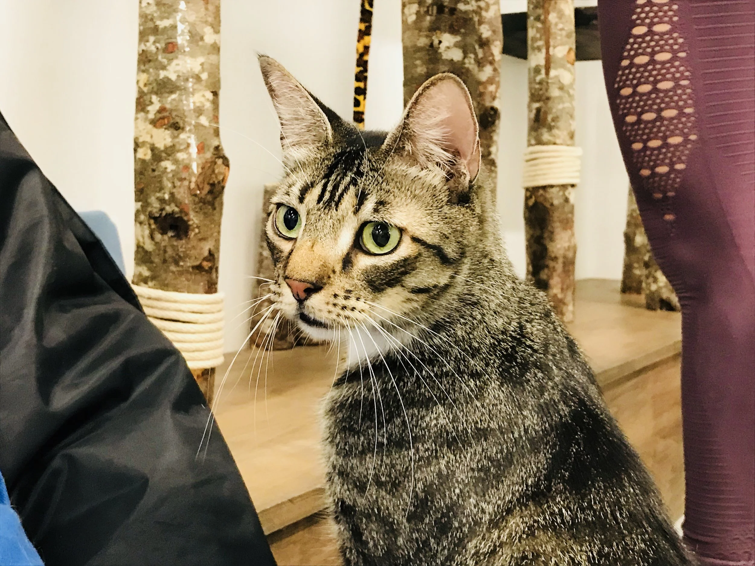 CatCafe Lounge LA Oscar.jpg
