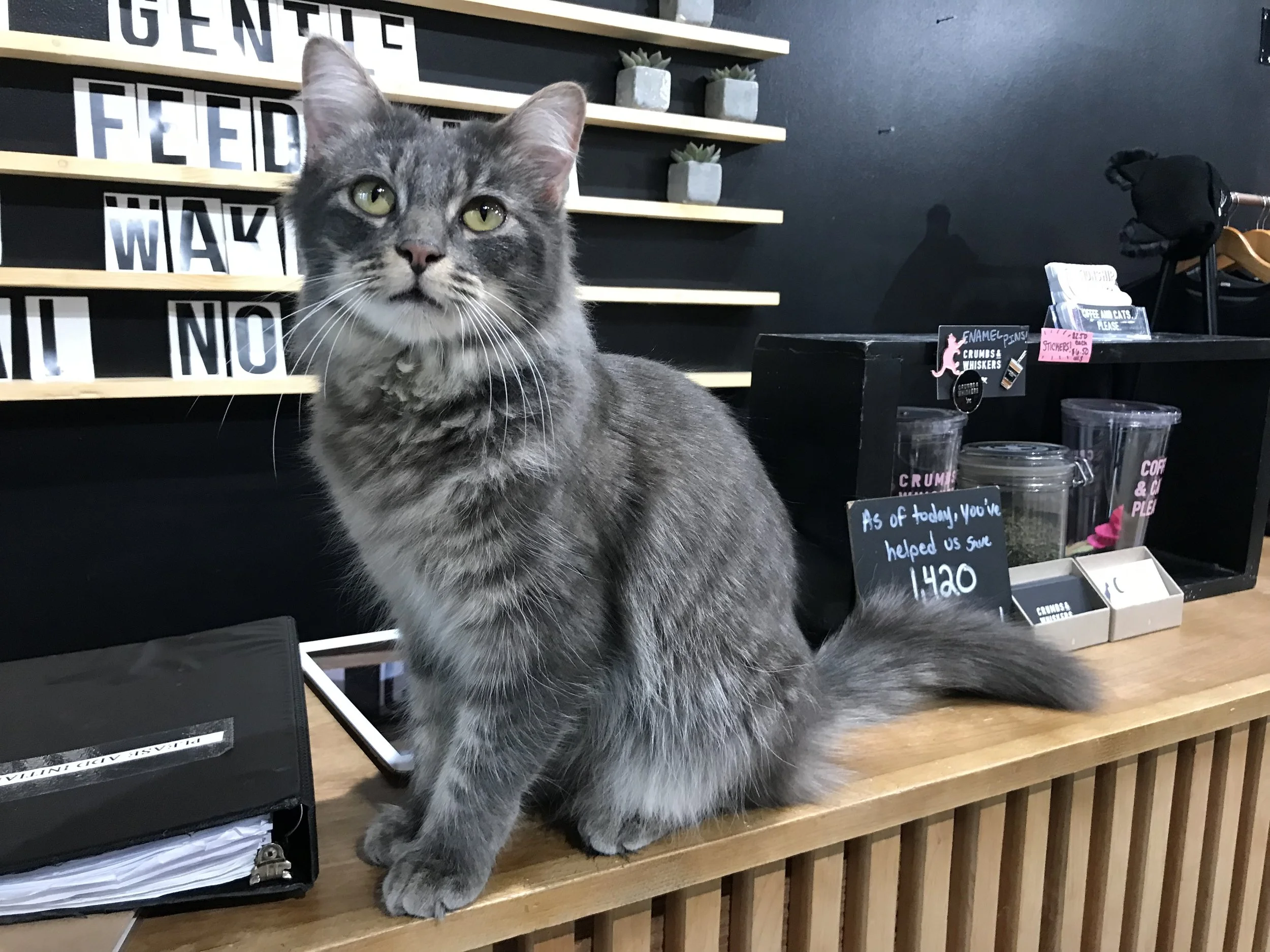 Crumbs Whiskers-06.jpg