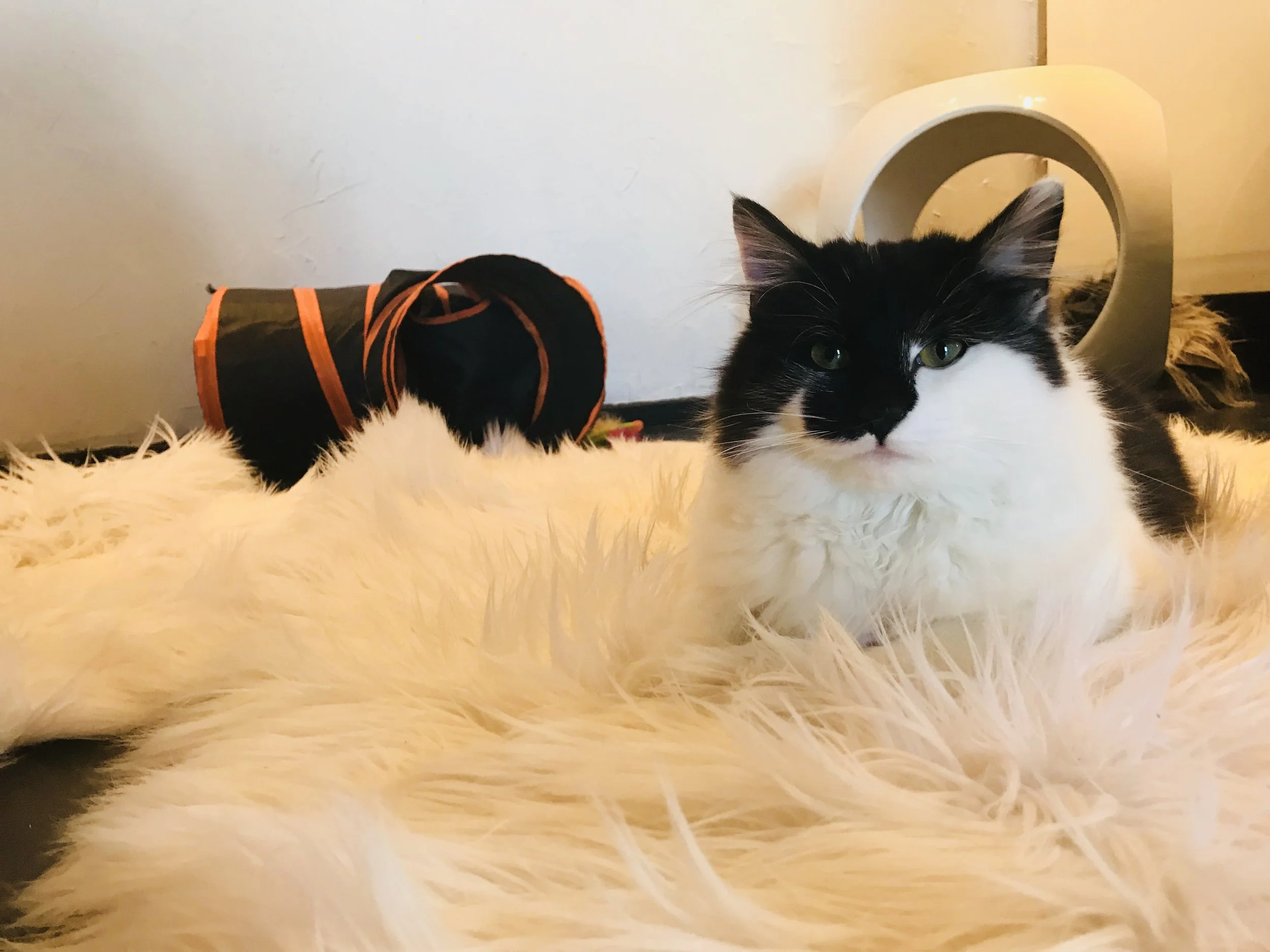 Mac Tabby-05.jpg