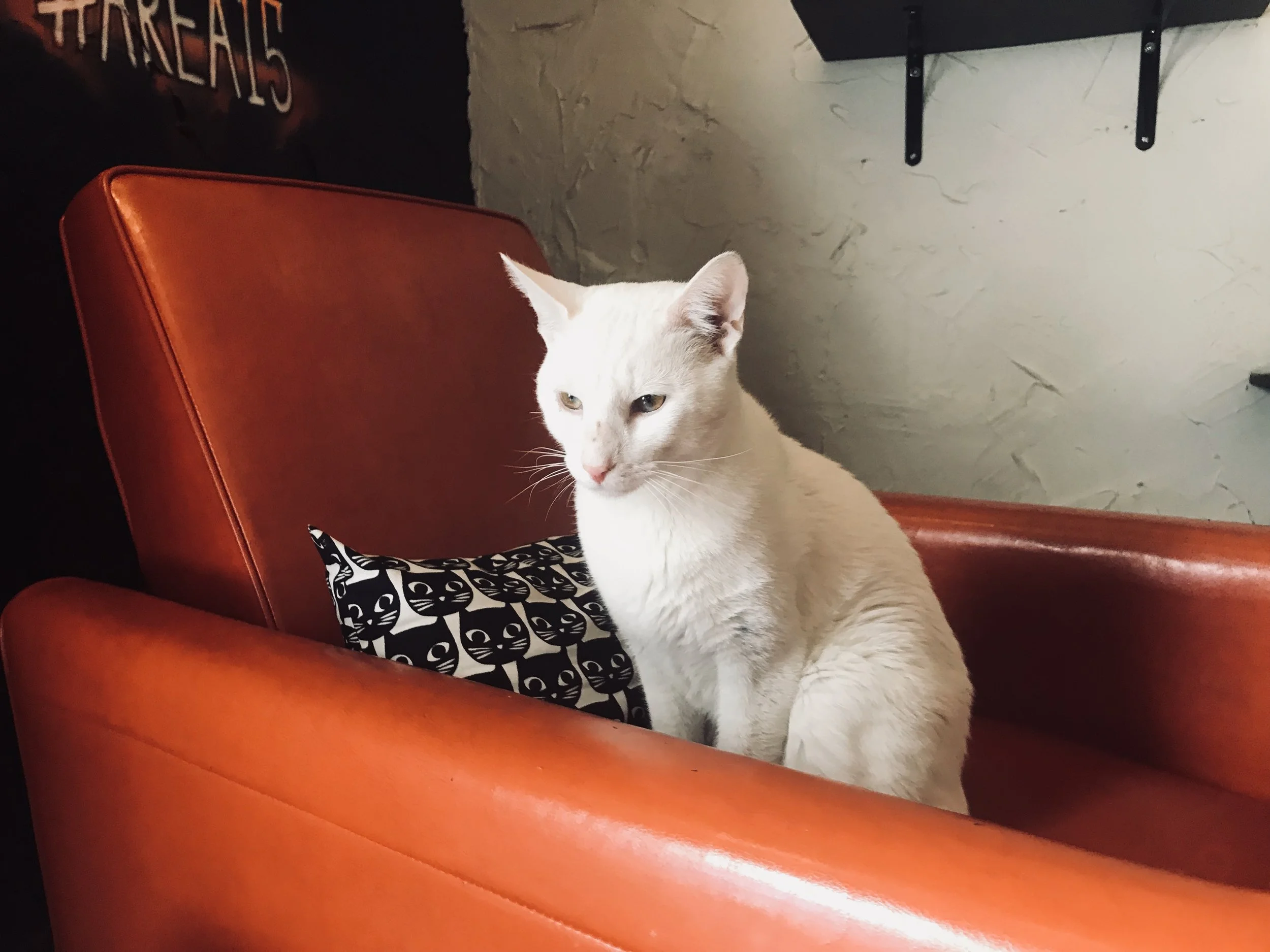 Mac Tabby-white.jpg