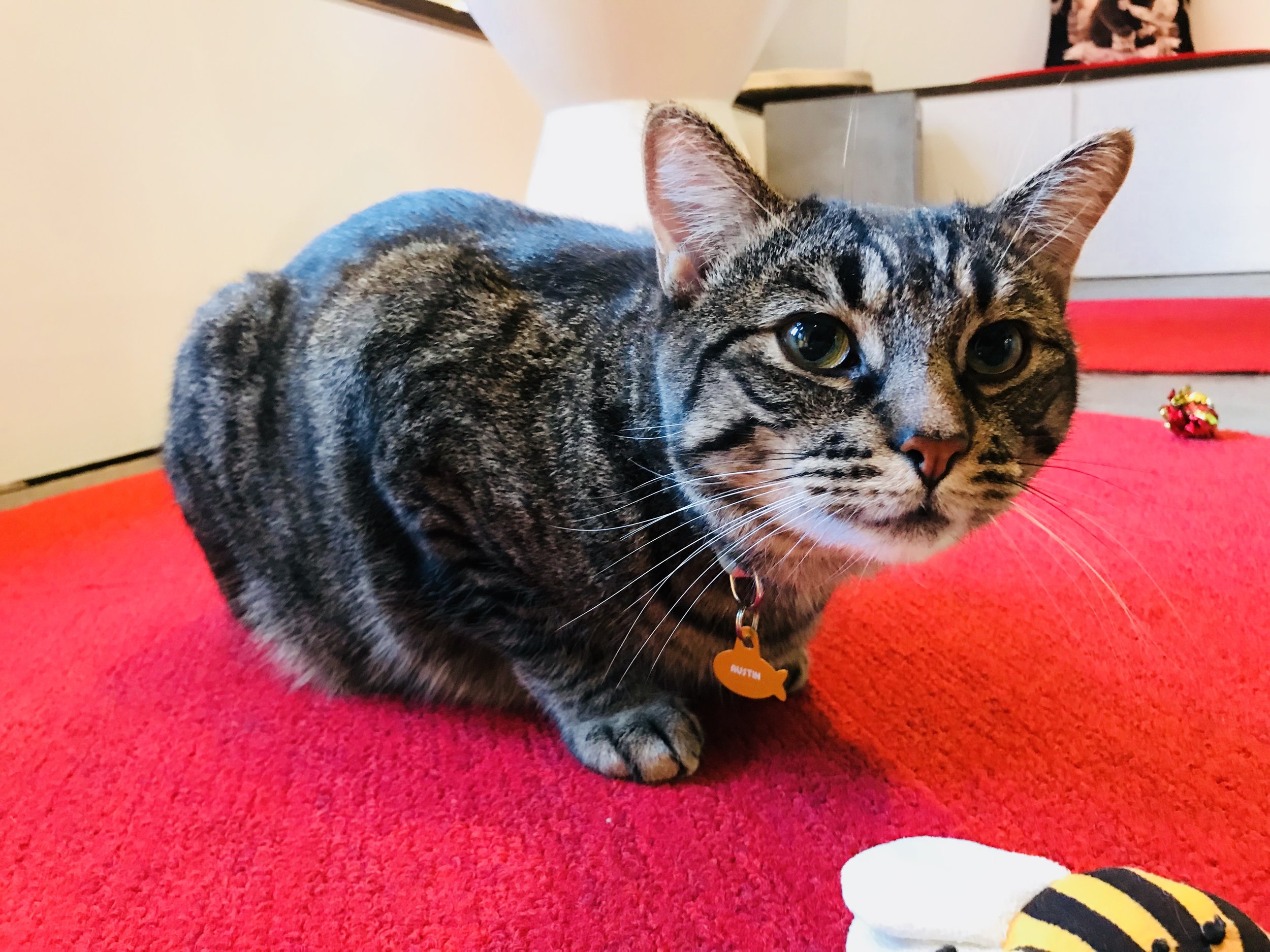 Adopt — Koneko Cat Cafe