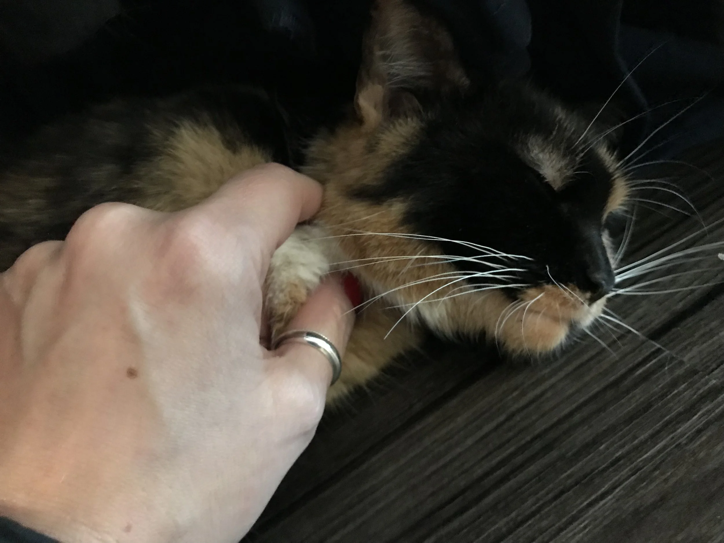 MeowParlourNYC-27.jpg