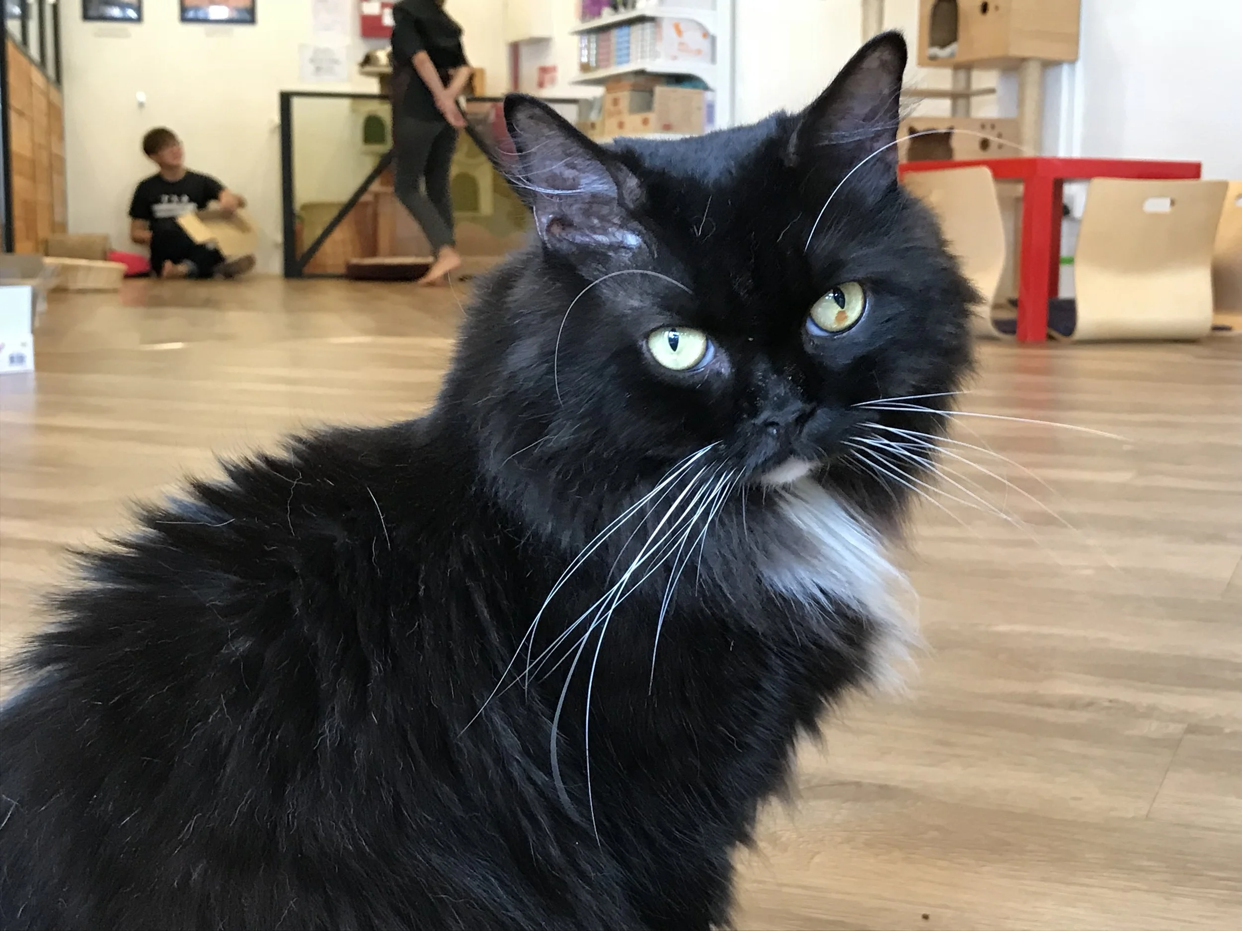 TheCatCafe-51.jpg