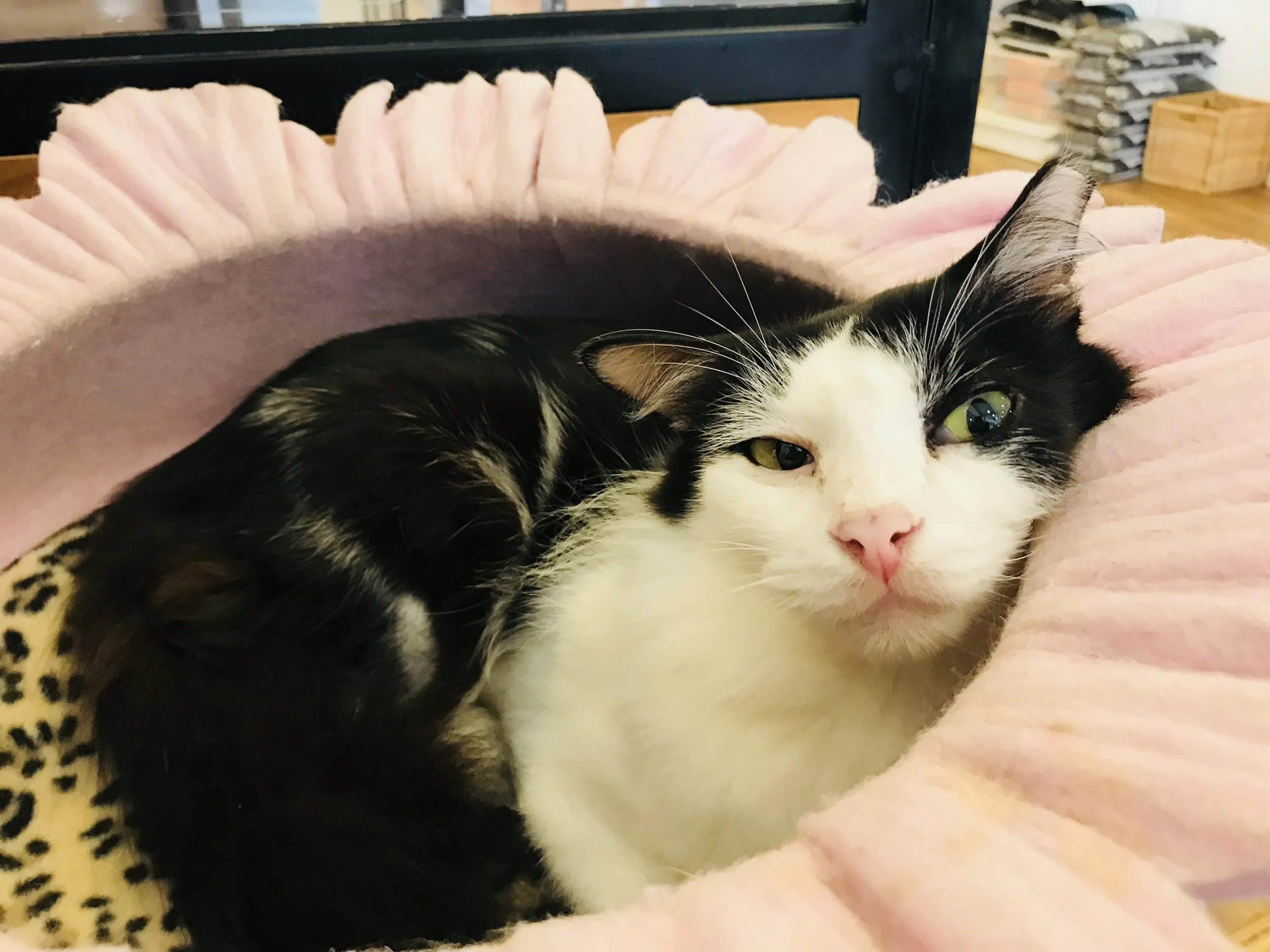 TheCatCafe-22.jpg