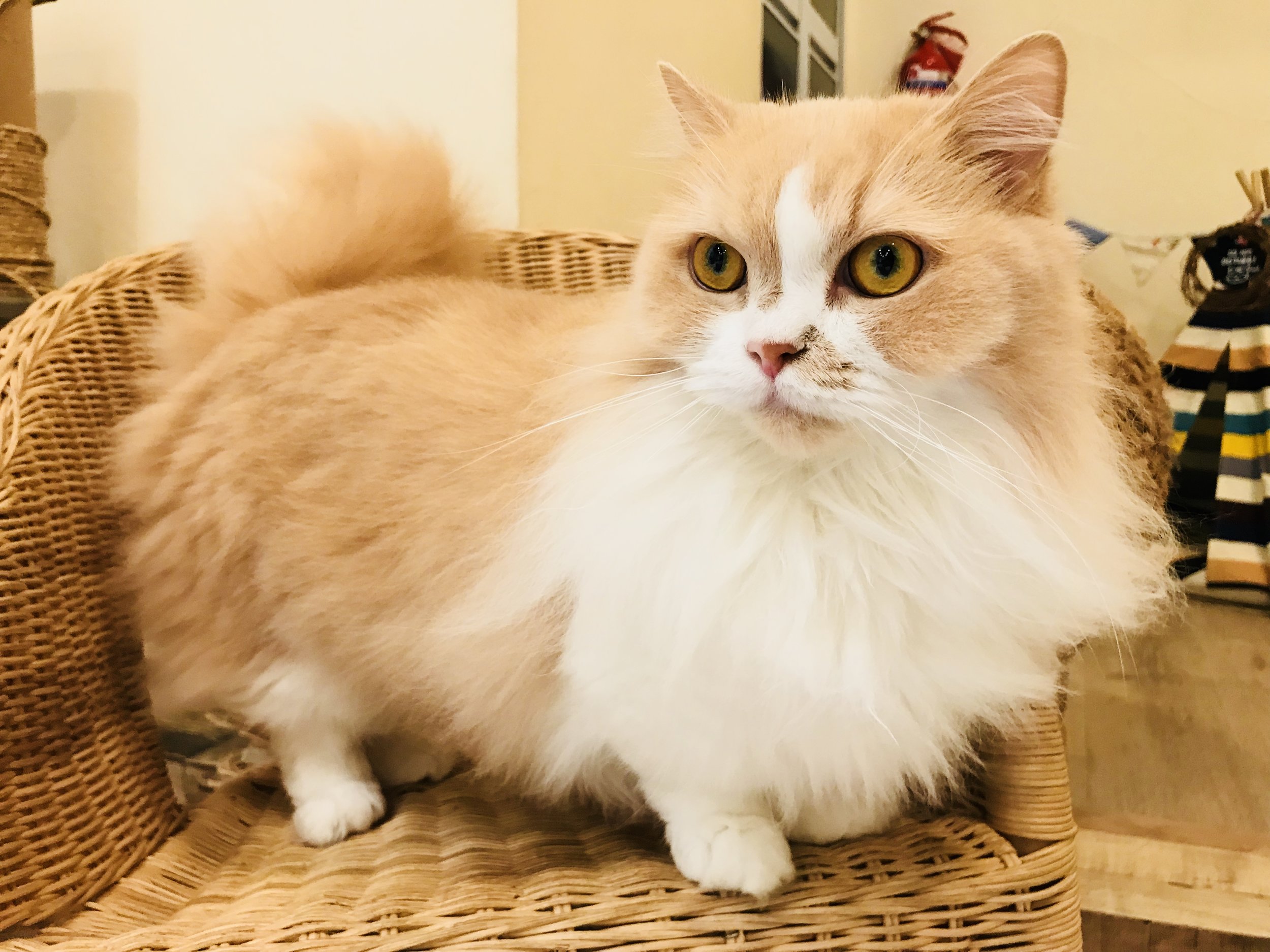 Meomi Cat Cafe  Burpple - 4 Reviews - Bugis, Singapore