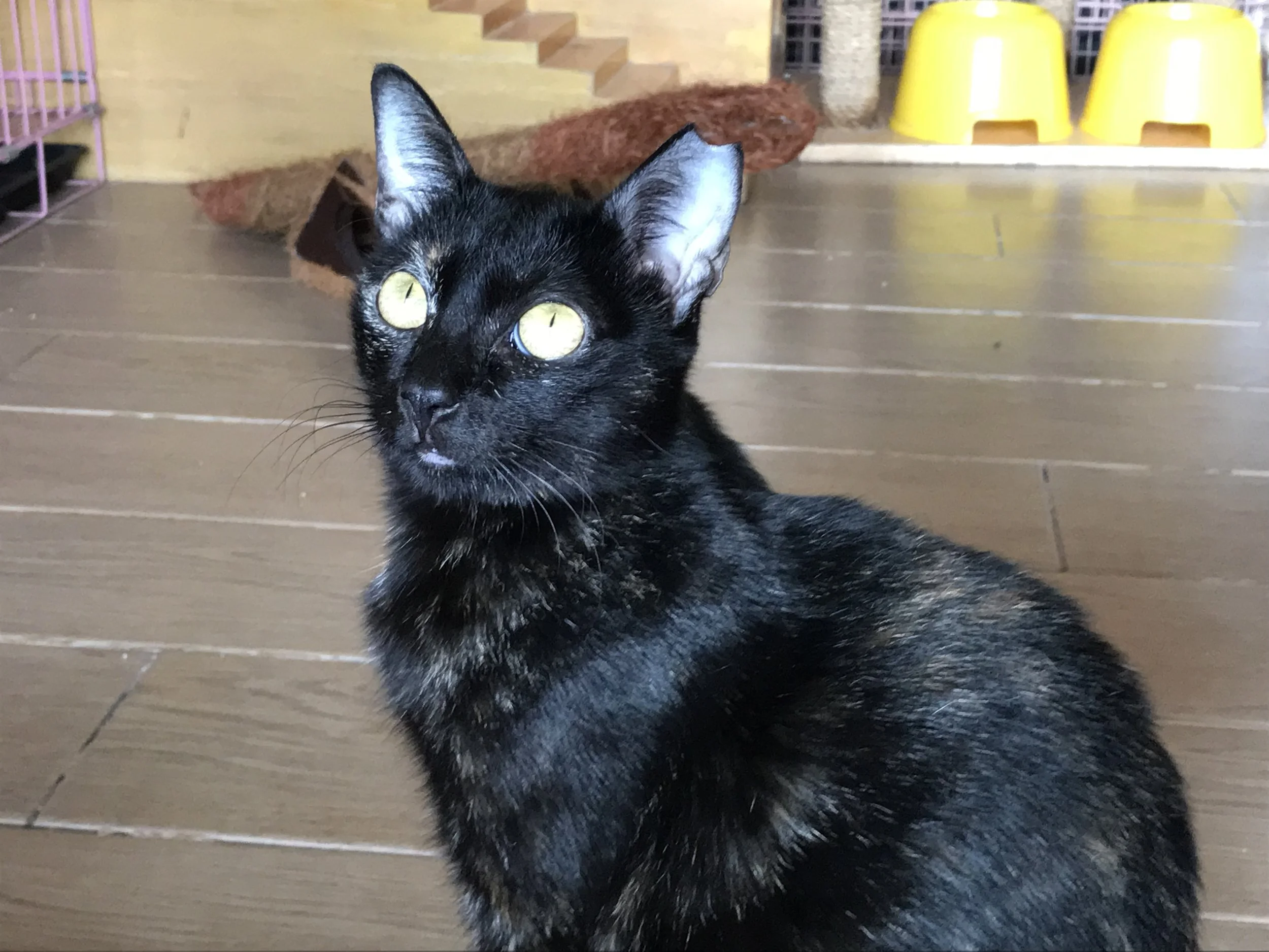 CatCafeManila-15.jpg