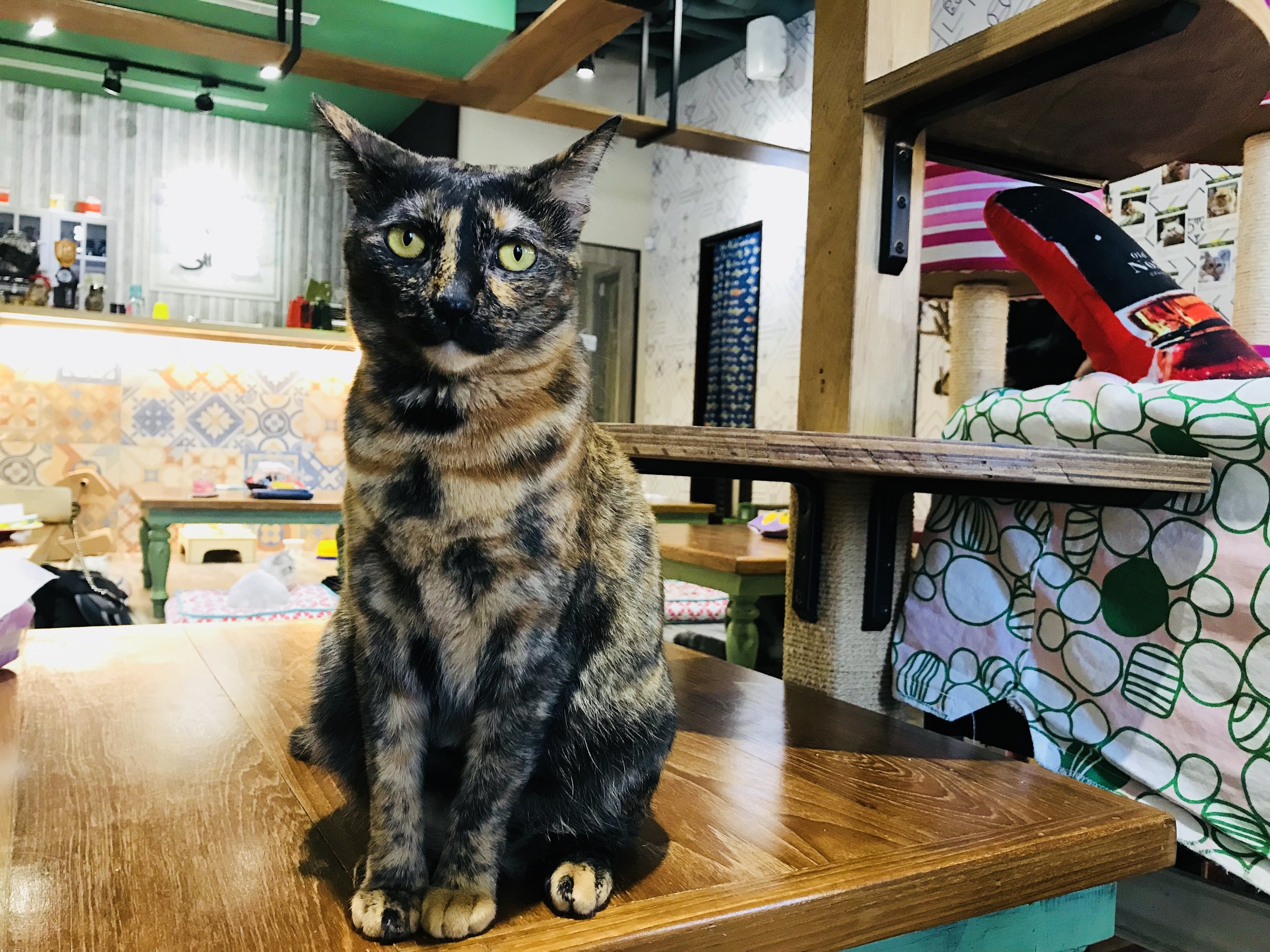 The Five Best Cat Cafes Of Taipei The Neighbor S Cat