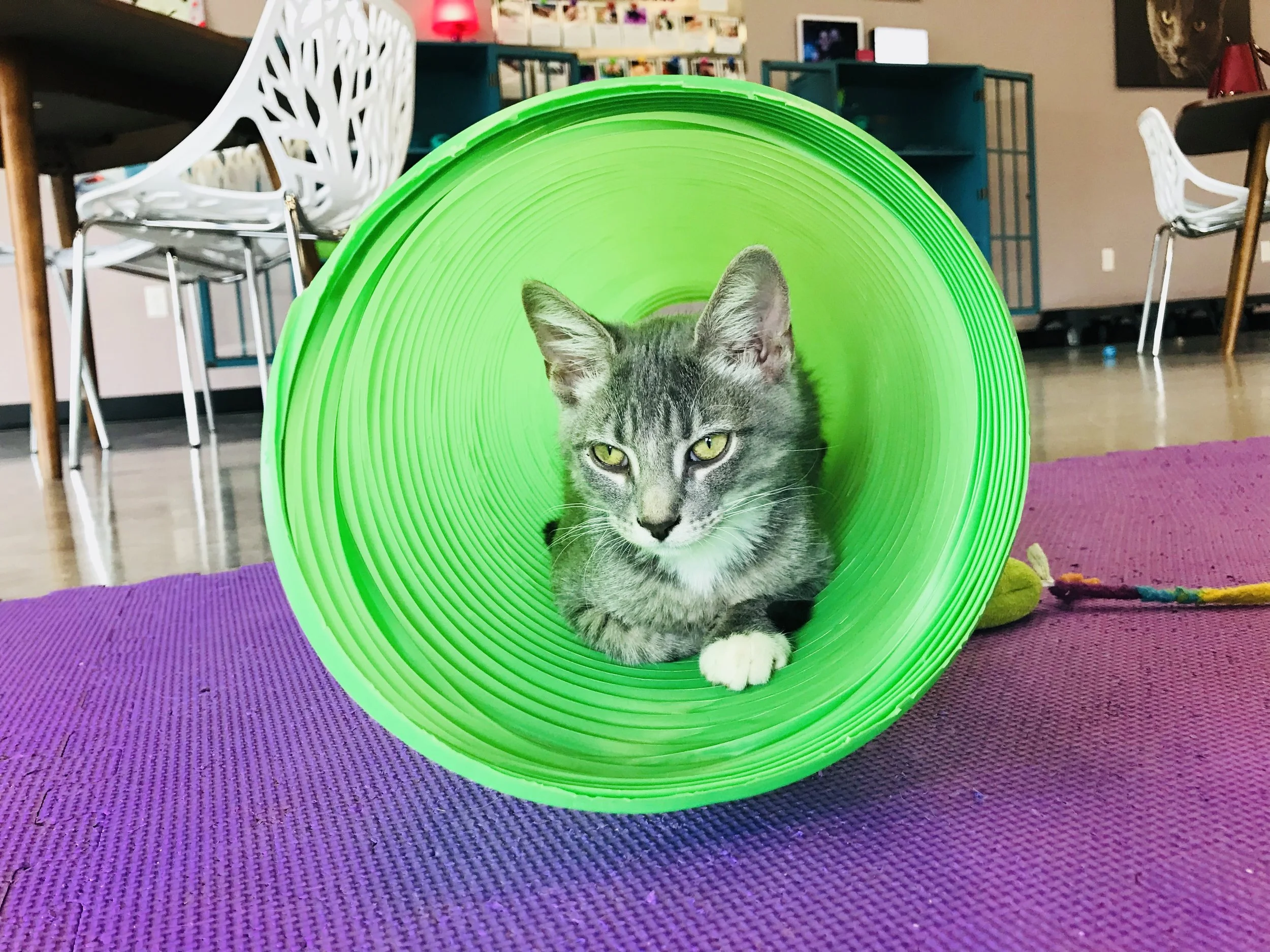 Purr-34.jpg