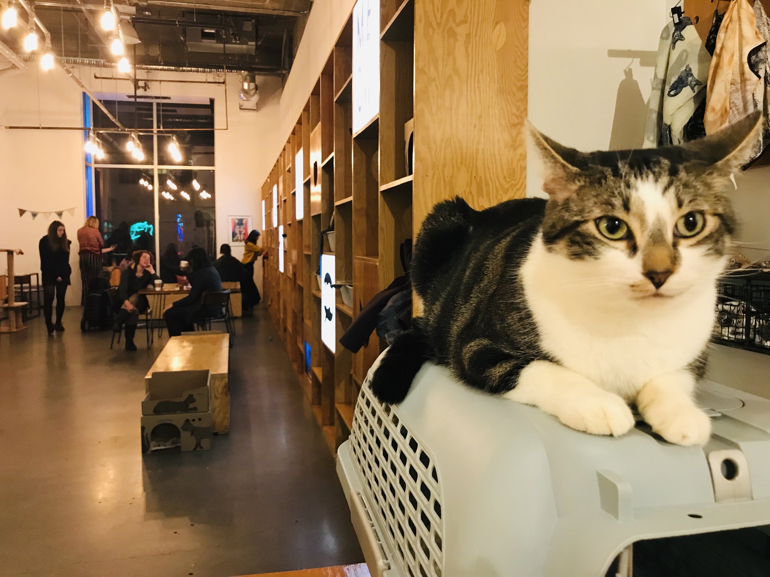 Catfé - Bar de Gatinhos Fofinhos em Vancouver - Voyage Vip