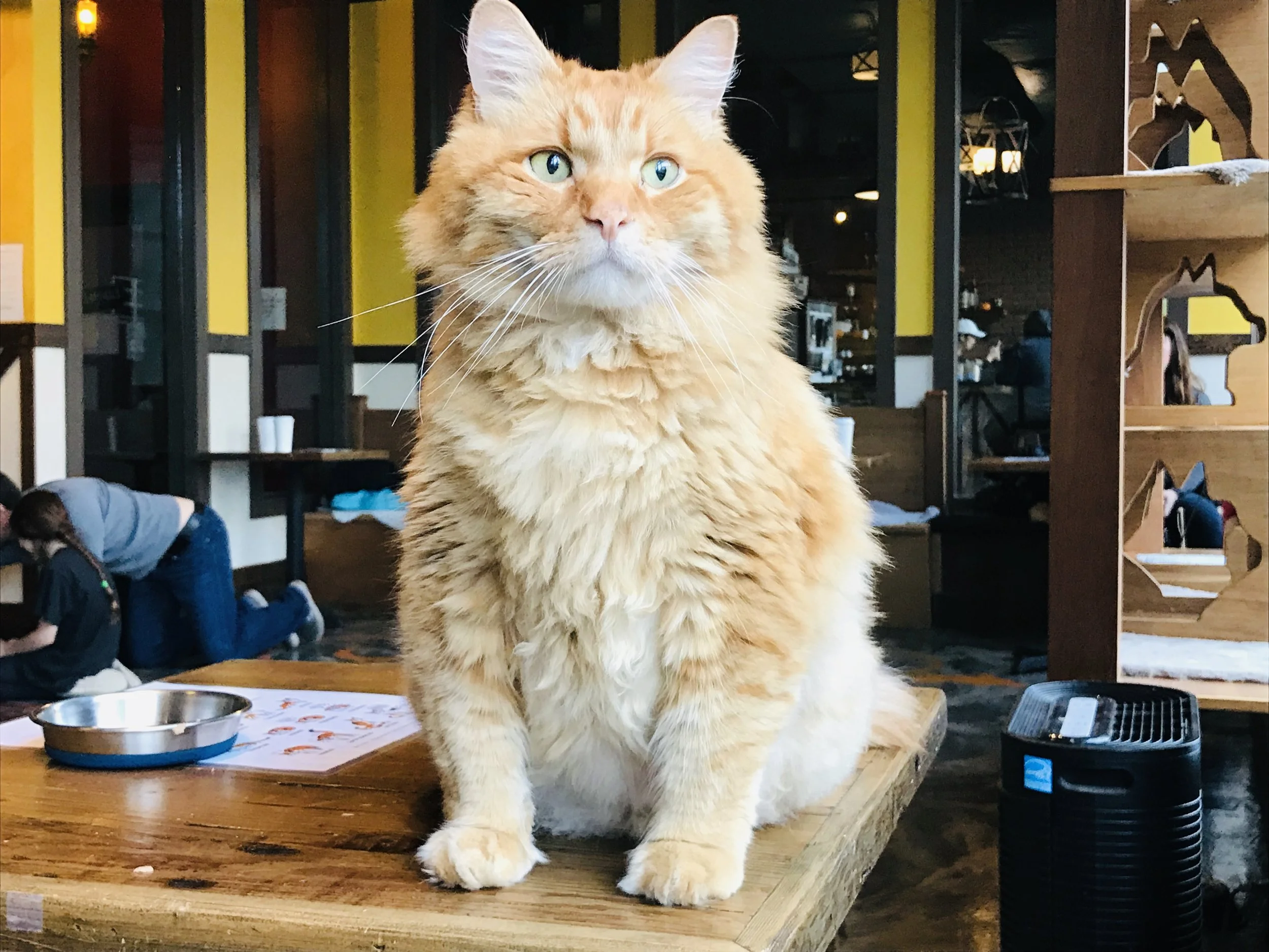 Meowtropolitan-40.jpg