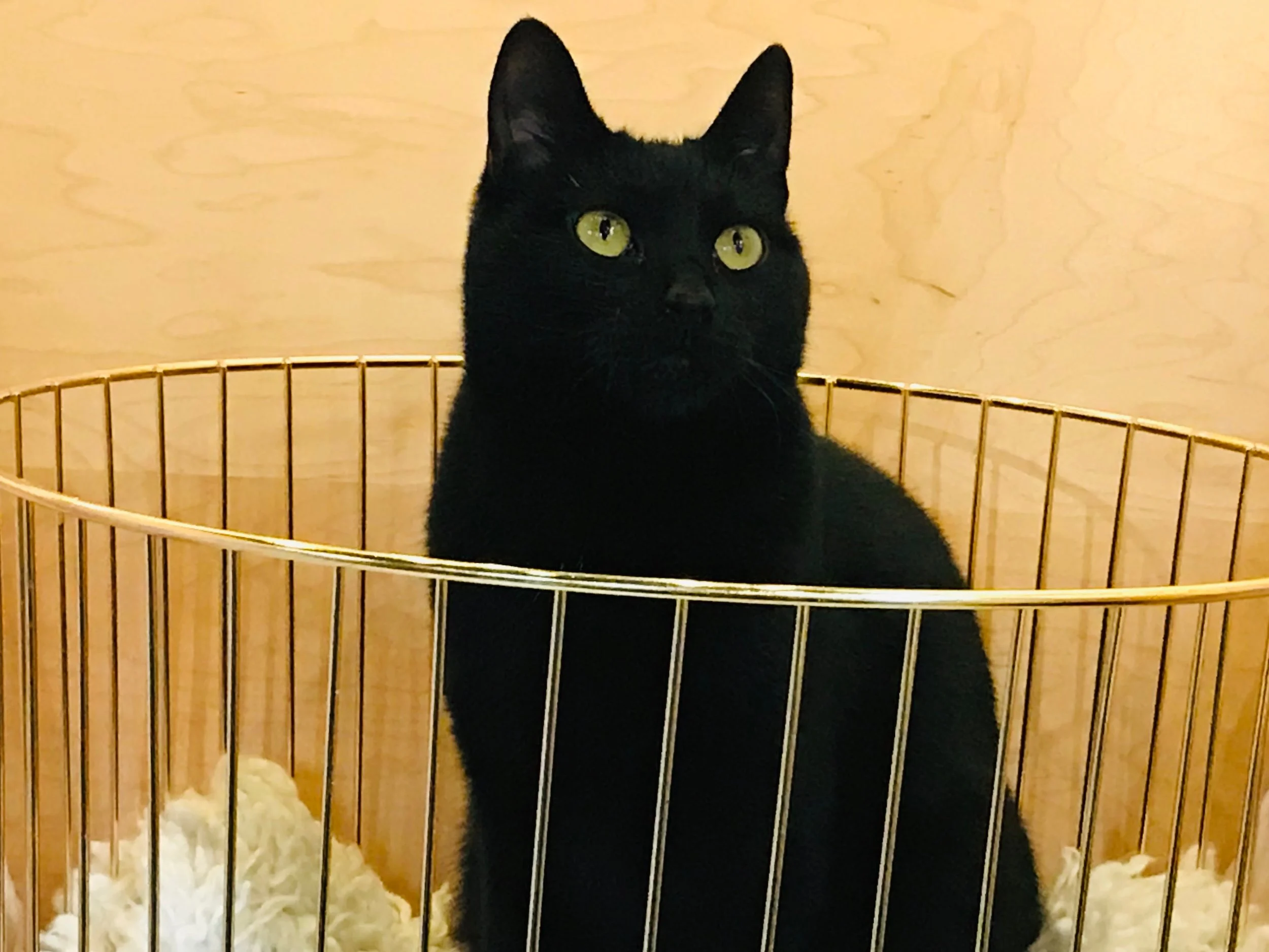 Neko-41.jpg