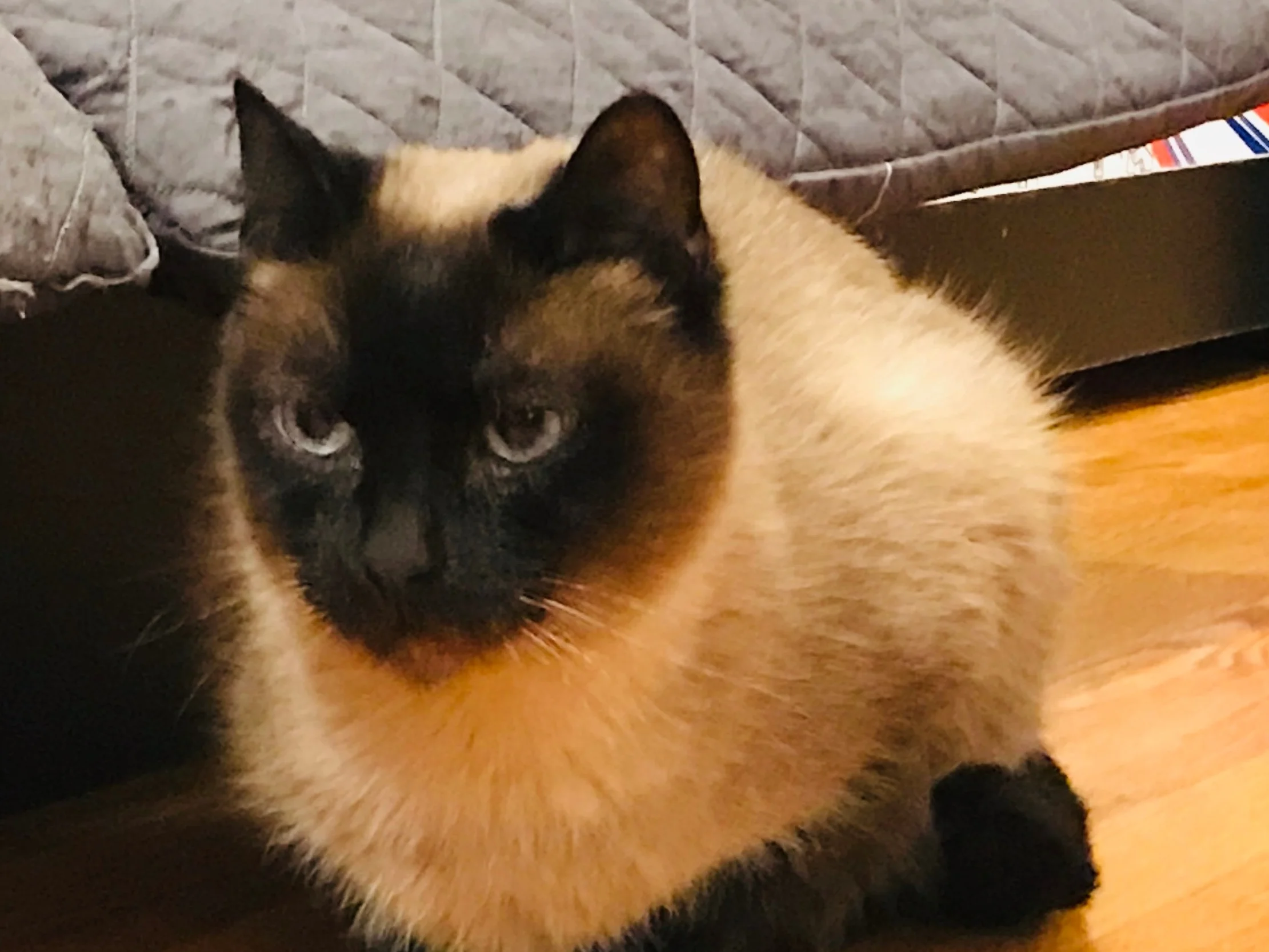Catcade-31.jpg