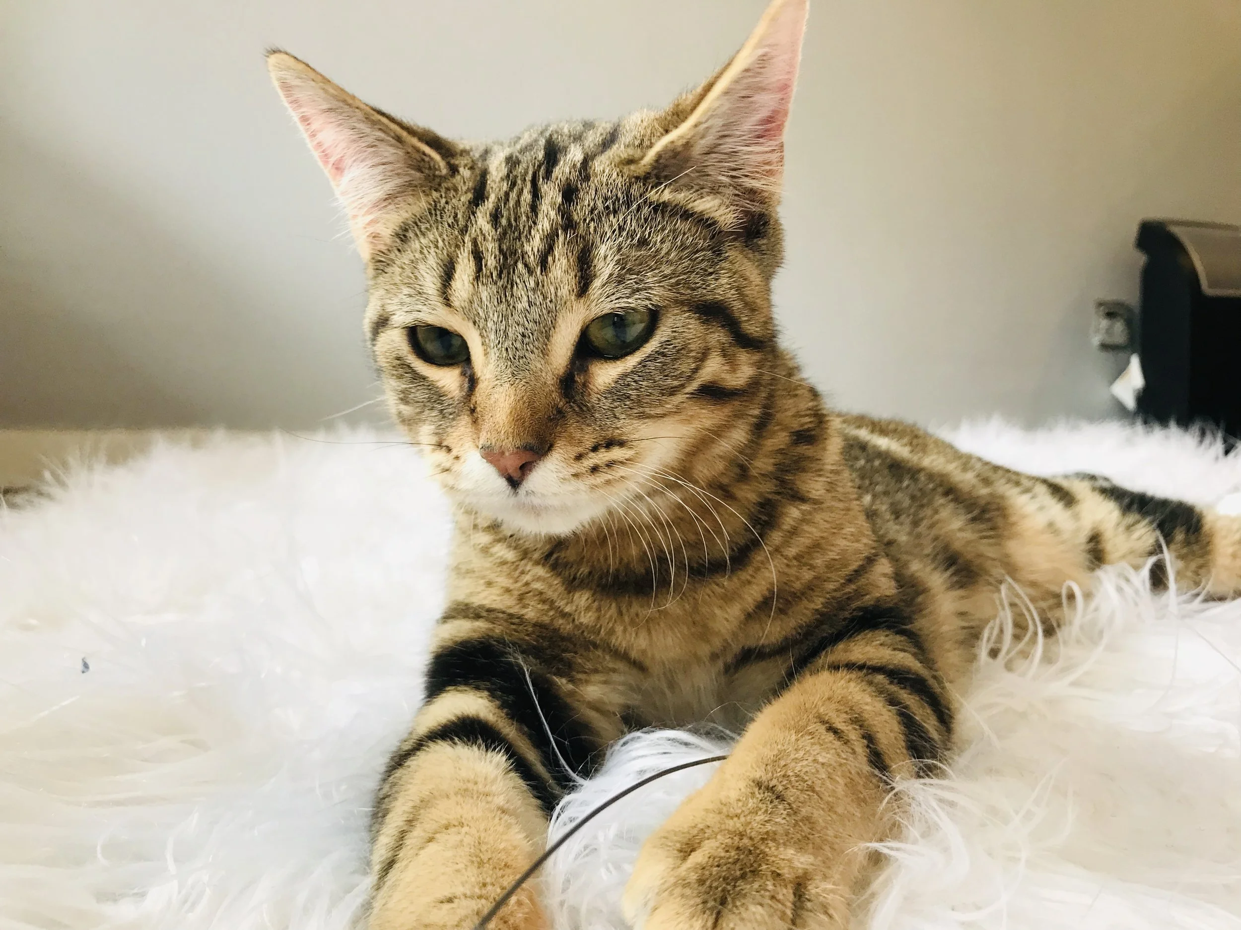 Whiskers-14.jpg