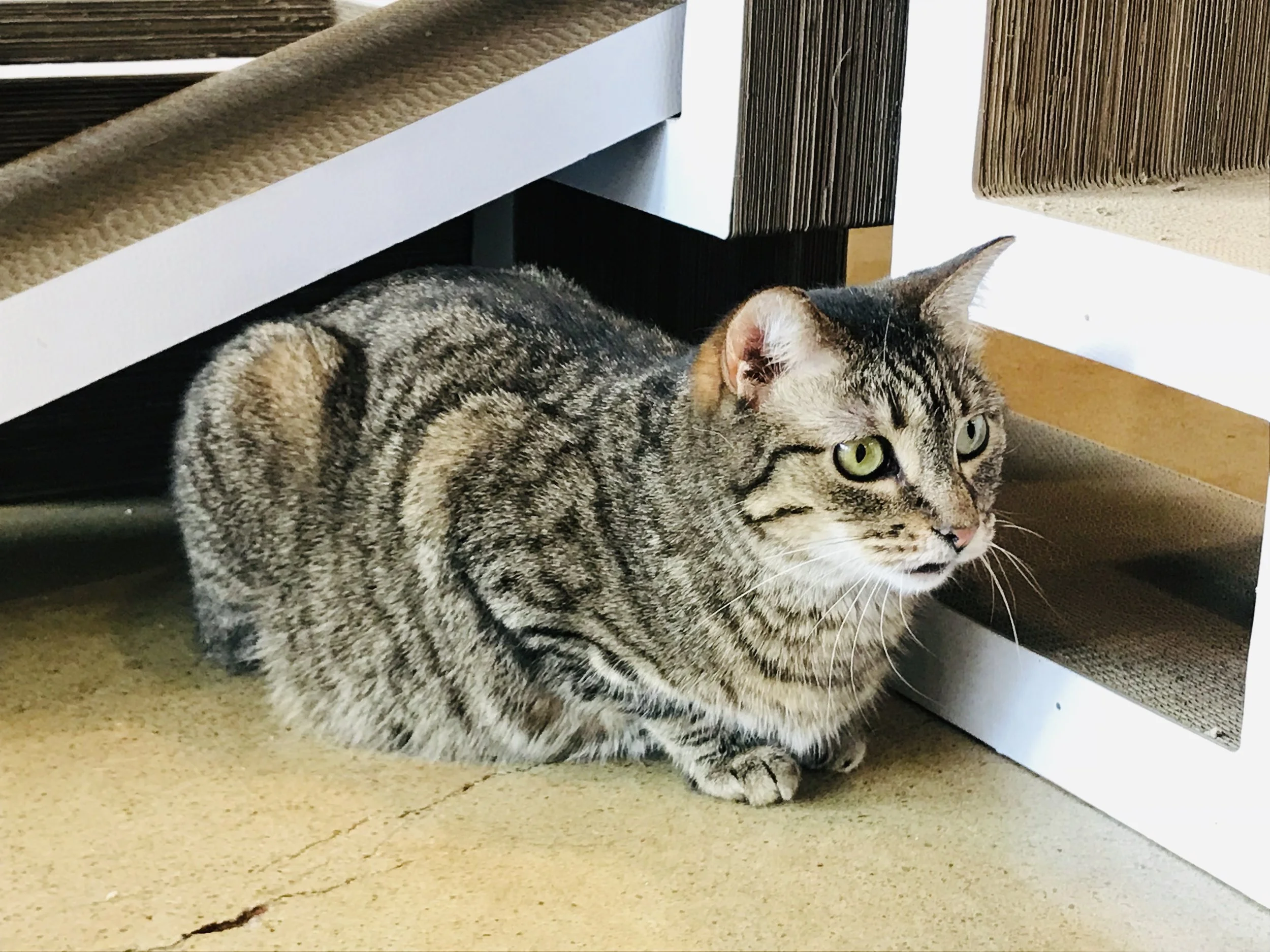 Whiskers-45.jpg