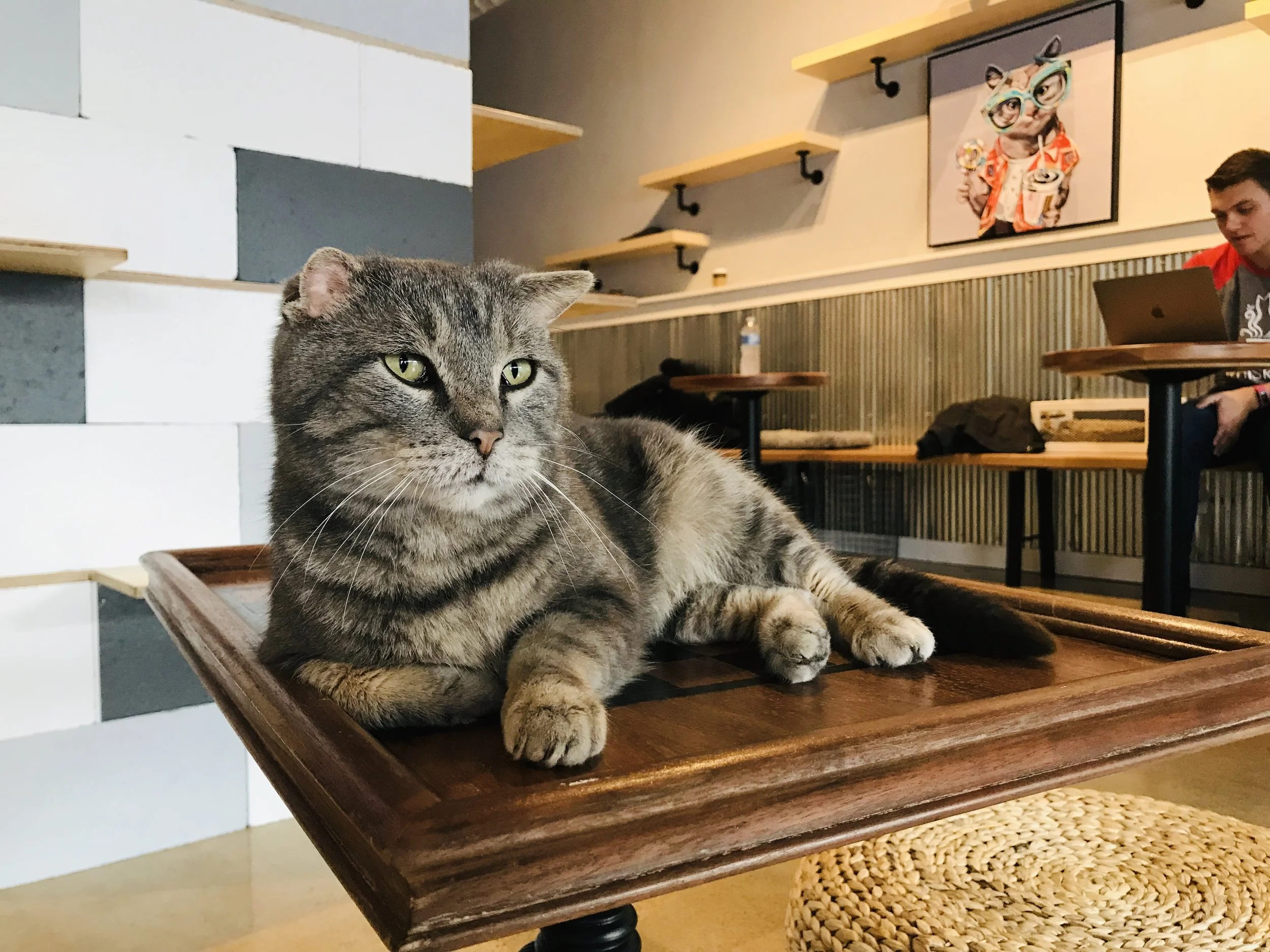 Whiskers-80.jpg